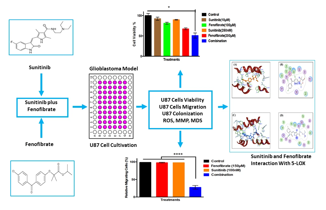 Sunitinib and Fenofibrate as Combination Therapy for MDR Glioblastoma: Insights from <i>In Vitro</i> and <i>In Silico</i> Studies