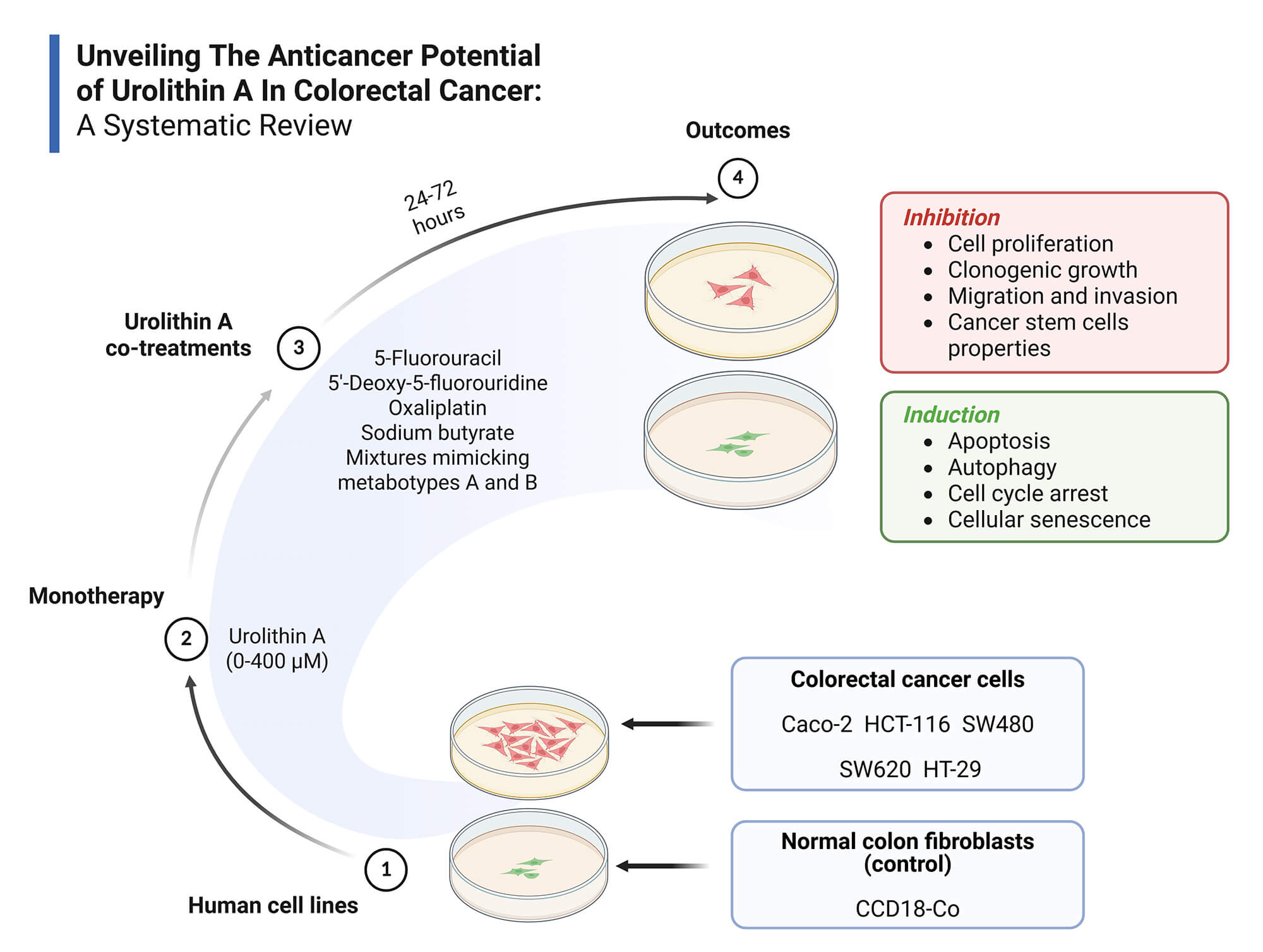Unveiling the Anticancer Potential of Urolithin A in Colorectal Cancer: A Systematic Review