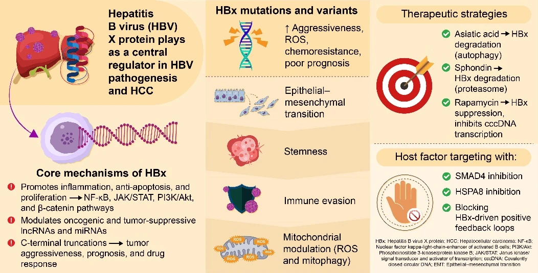 HBx Protein in Hepatitis B Virus-Related Hepatocellular Carcinoma: Pathogenic Mechanisms and Emerging Interventions