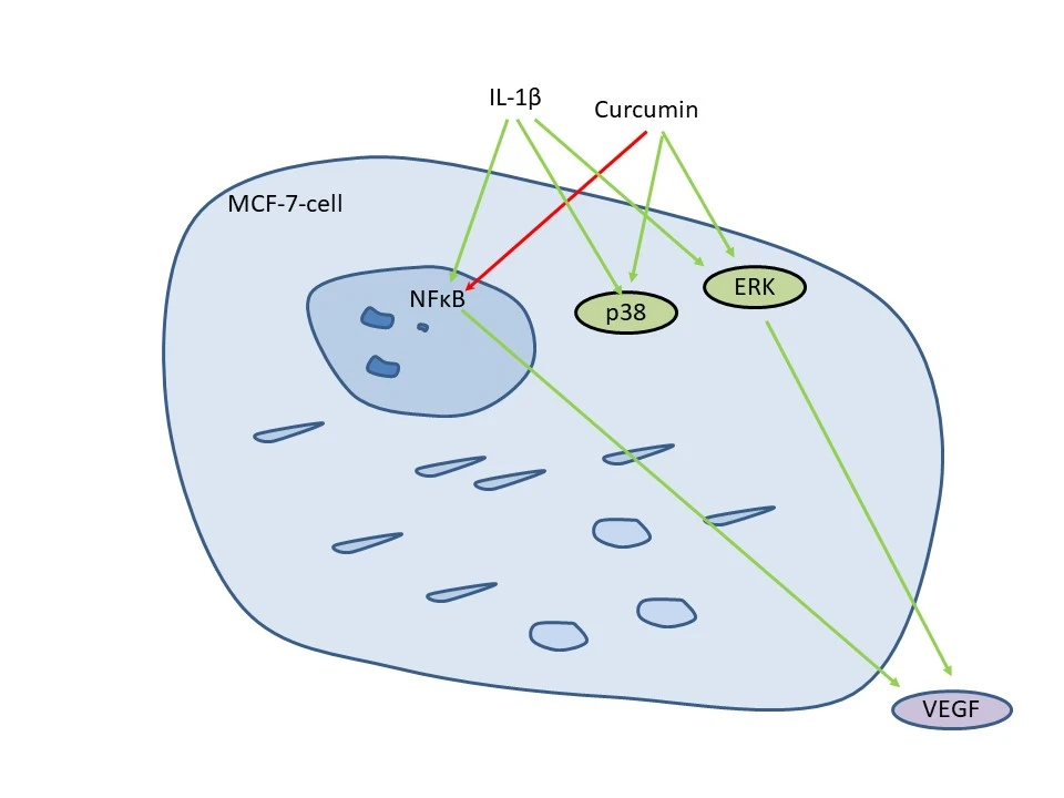 Interplay of Interleukin-1<b>β</b> and Curcumin on VEGF Expression in Breast Cancer Cells