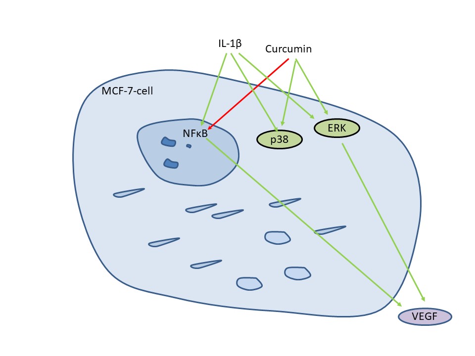 Interplay of Interleukin-1<b>β</b> and Curcumin on VEGF Expression in Breast Cancer Cells