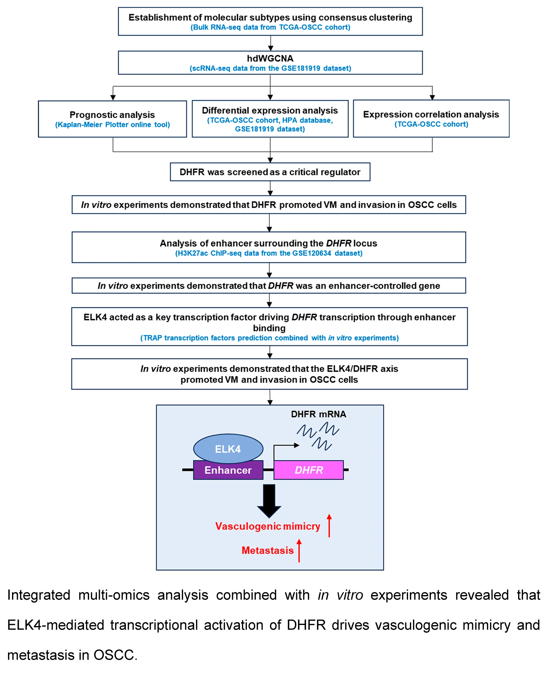 ELK4 Promotes Vasculogenic Mimicry in Oral Squamous Cell Carcinoma via Driving <i>DHFR</i> Transcriptional Activation