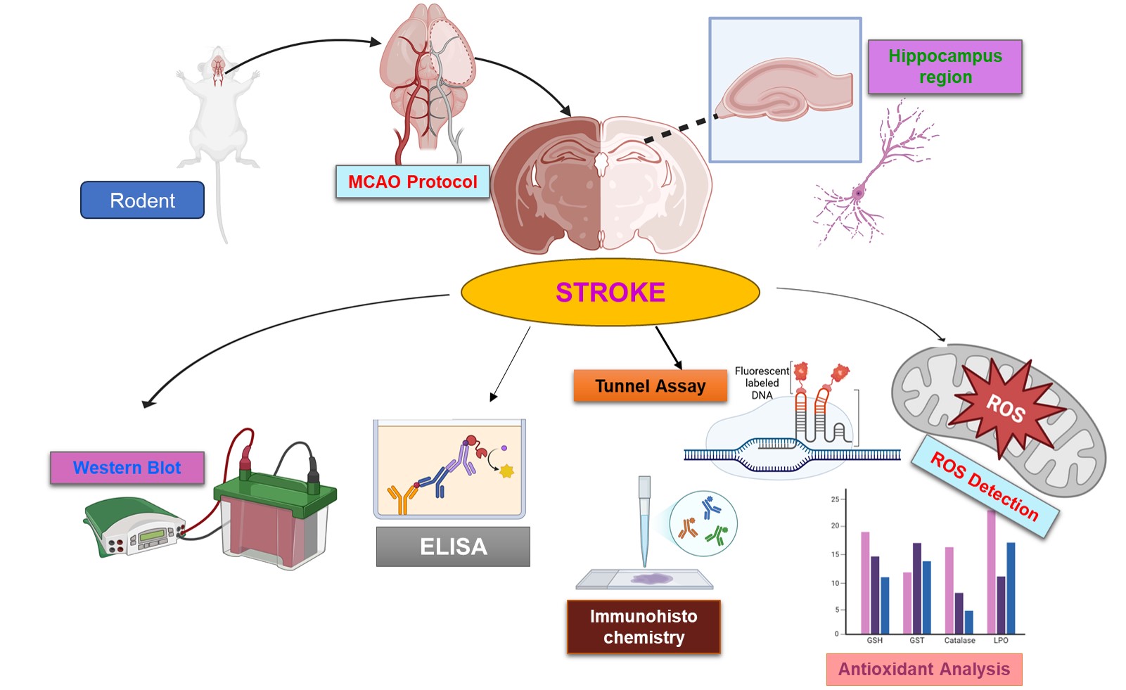 Melatonin Ameliorates Hippocampal Excitotoxicity and Neuroinflammation in Permanent MCAO by Targeting NMDA/AMPA Receptors and the NLRP3 Inflammasome via Nrf2/PPAR<b>γ</b>/JNK/NF-<b>κ</b>B Crosstalk