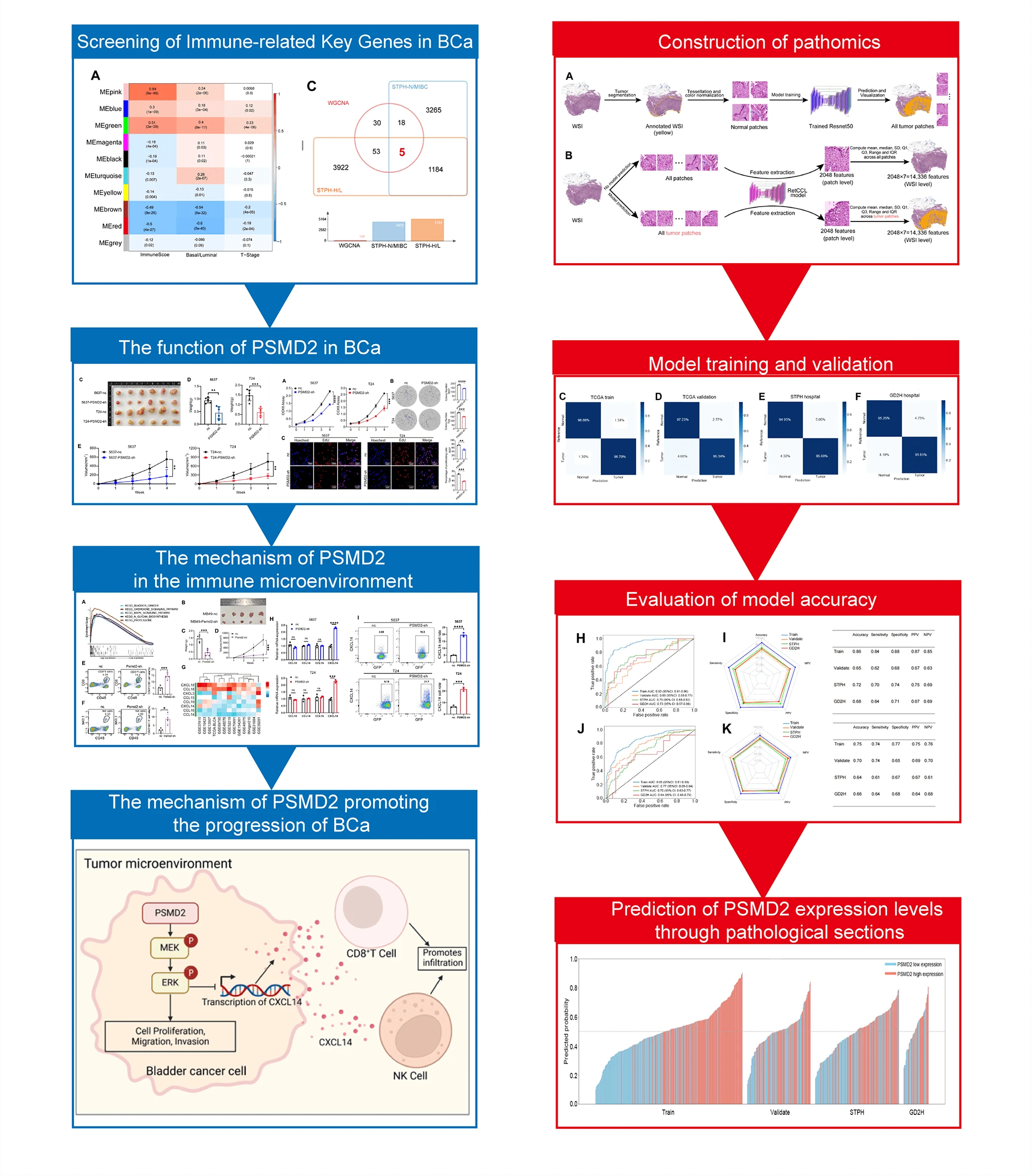 PSMD2-Mediated MAPK Signaling Promotes Bladder Cancer Development and Immune Microenvironment Remodeling