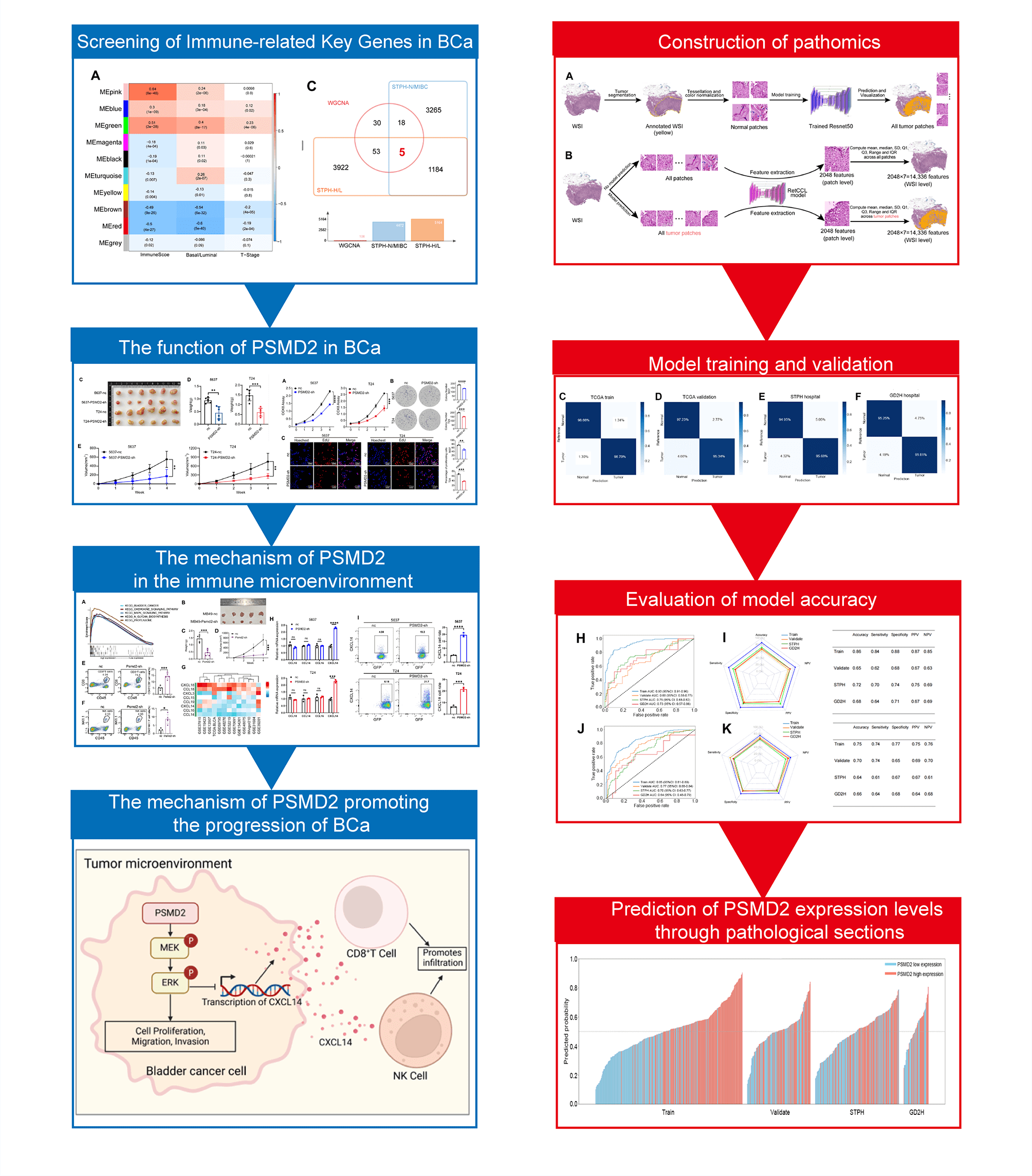 PSMD2-Mediated MAPK Signaling Promotes Bladder Cancer Development and Immune Microenvironment Remodeling