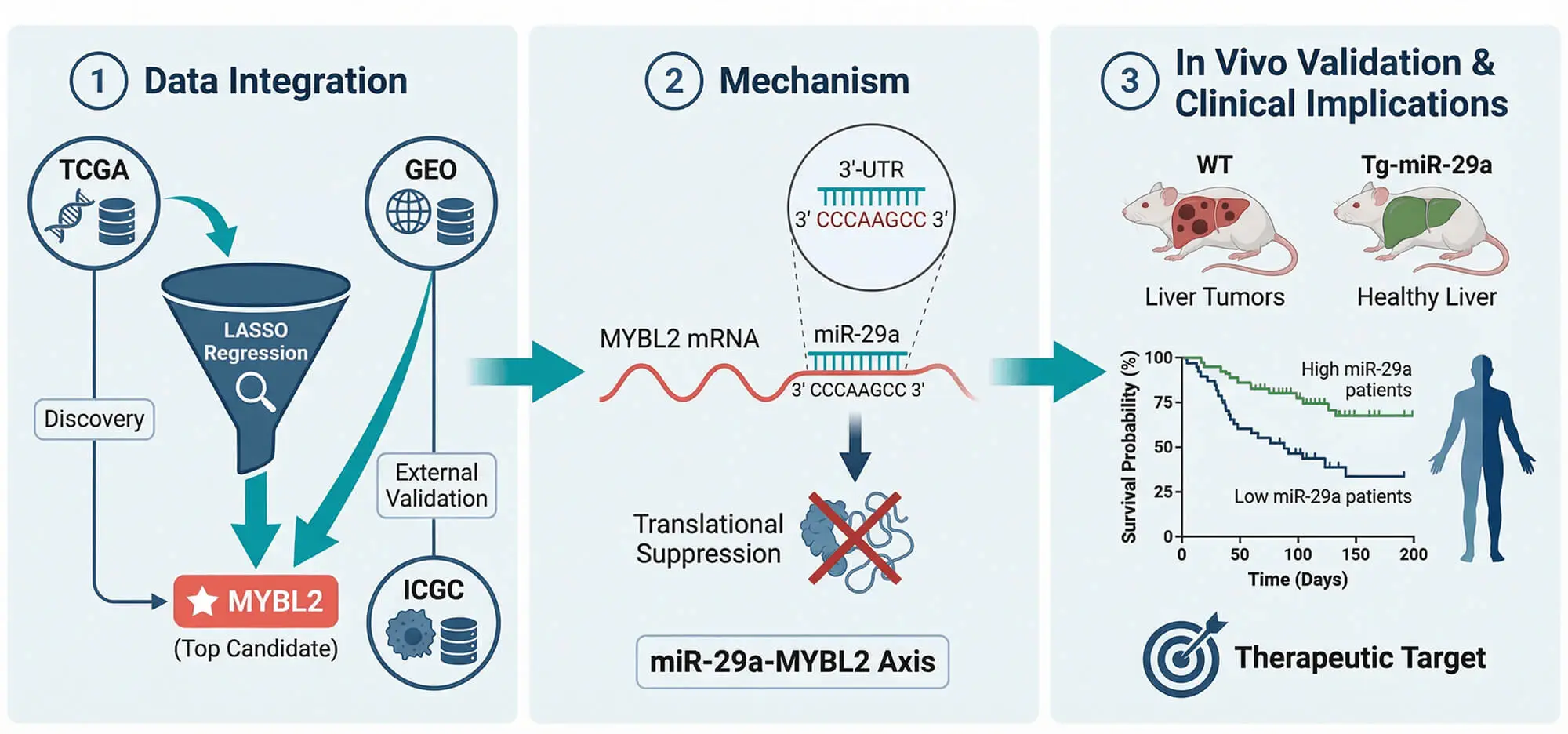 Integrative Machine Learning and Experimental Validation Identify MYBL2 as a Prognostic Biomarker and Therapeutic Target in Hepatocellular Carcinoma