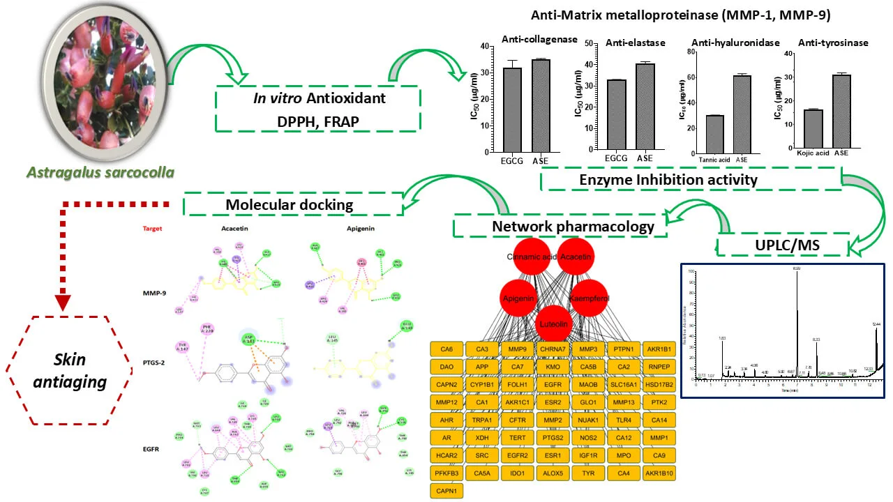 Metabolite Profiling and Skin Anti-Aging Potential of <i>Astragalus sarcocolla</i>: Antioxidant, Enzyme Inhibitory, and Computational Insights