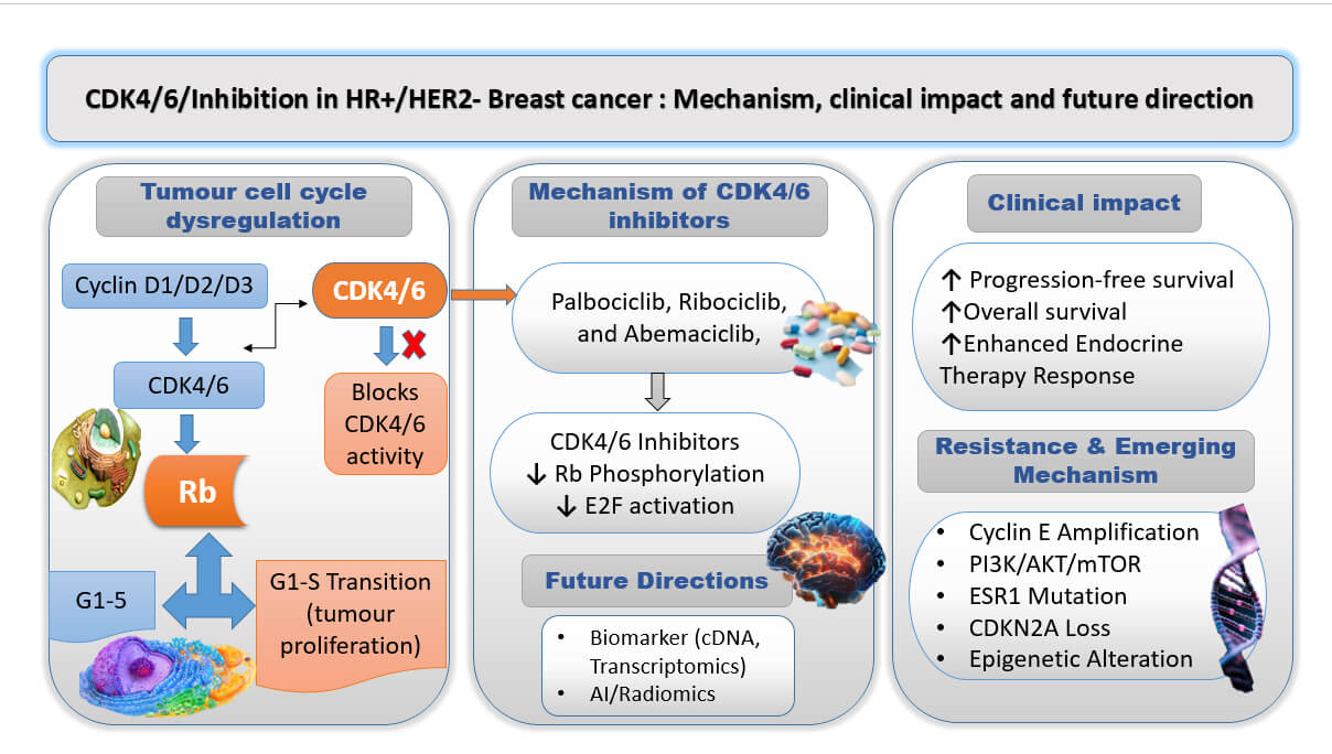 Efficacy and Mechanisms of CDK4/6 Inhibitors in Breast Cancer: Advancing Targeted Therapeutic Strategies