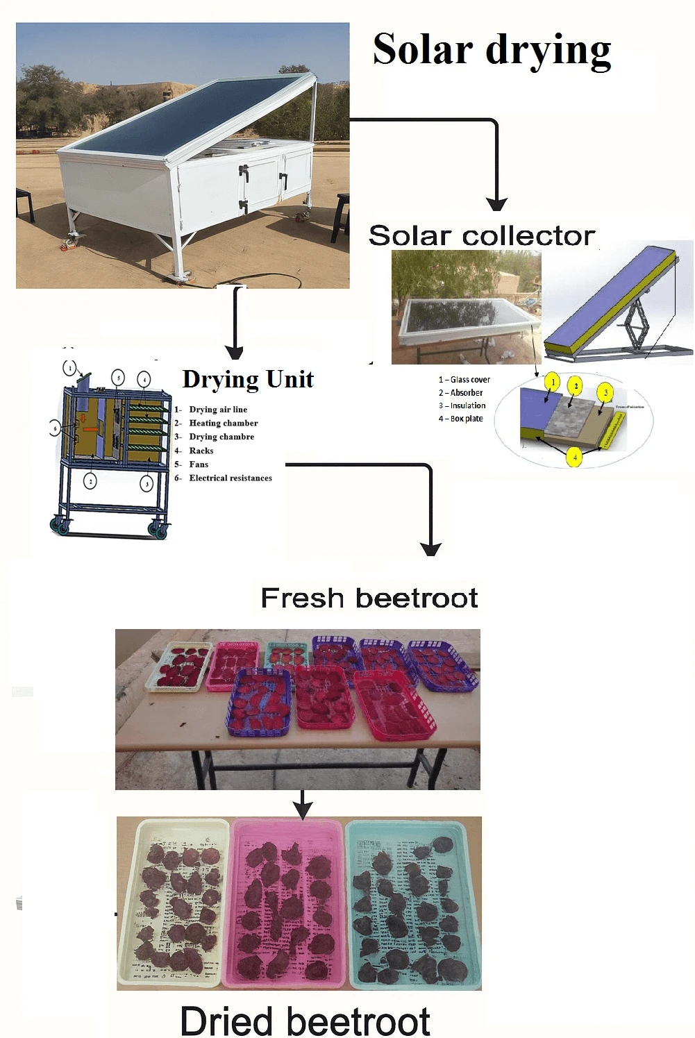 Design and Development of a Forced-Convection Solar Dryer: Application to Beetroot Cultivated in Béchar, Algeria