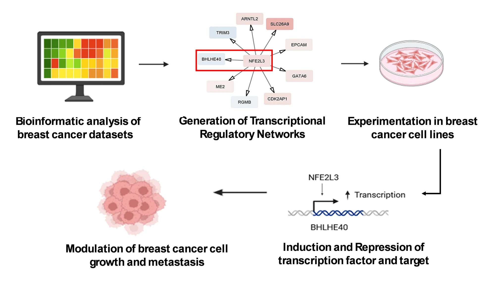 <i>BHLHE40</i> Is a Transcriptional Regulatory Target of <i>NFE2L3</i> in Triple-Negative Breast Cancer