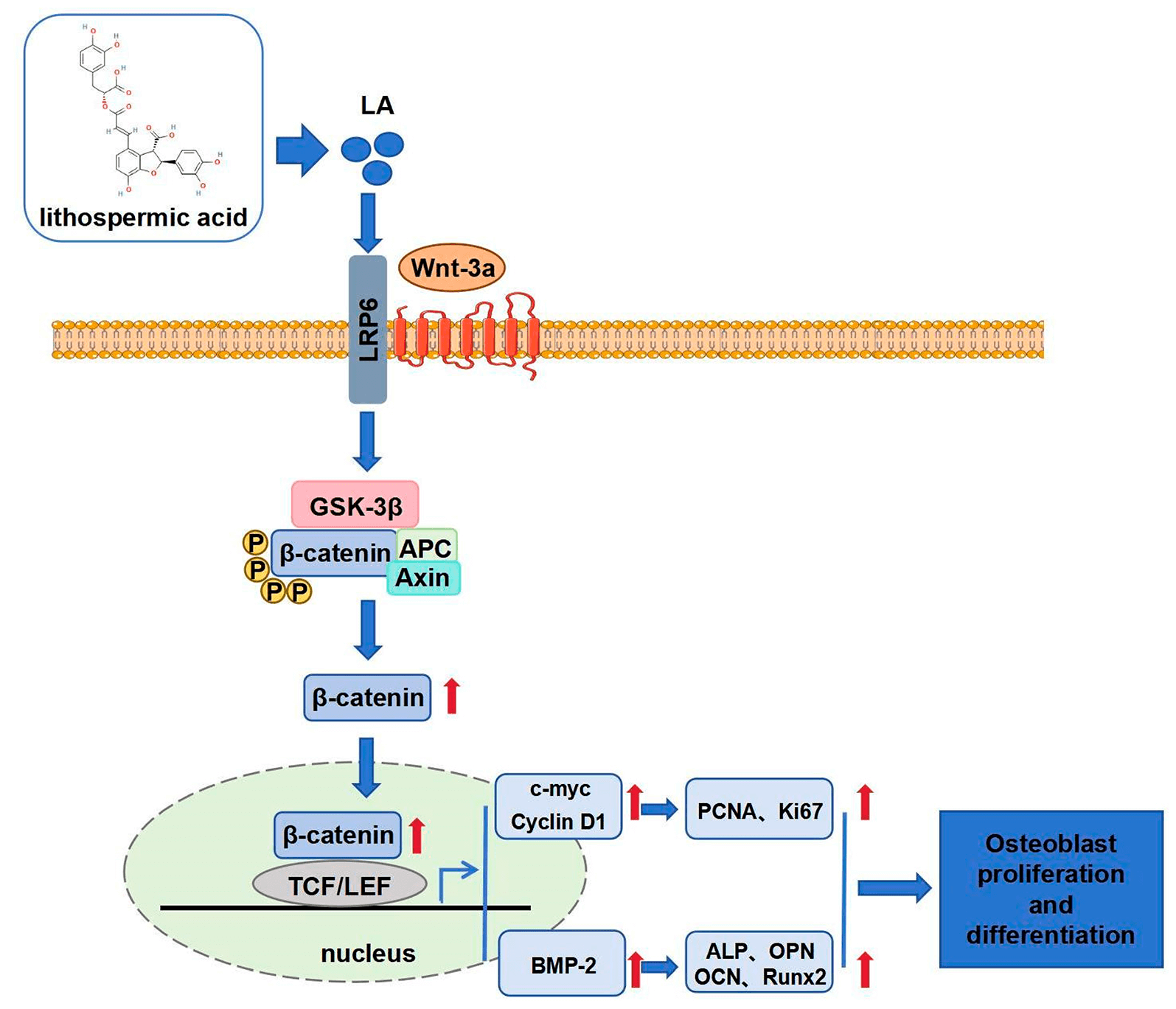 Lithospermic Acid Promotes Osteoblast Proliferation and Differentiation through the Wnt/β-Catenin Signaling Pathway