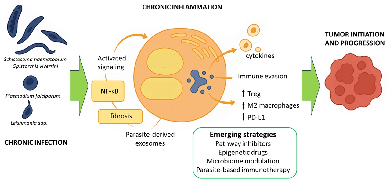 Parasitic Infections and Carcinogenesis: Molecular Mechanisms, Immune Modulation, and Emerging Therapeutic Strategies