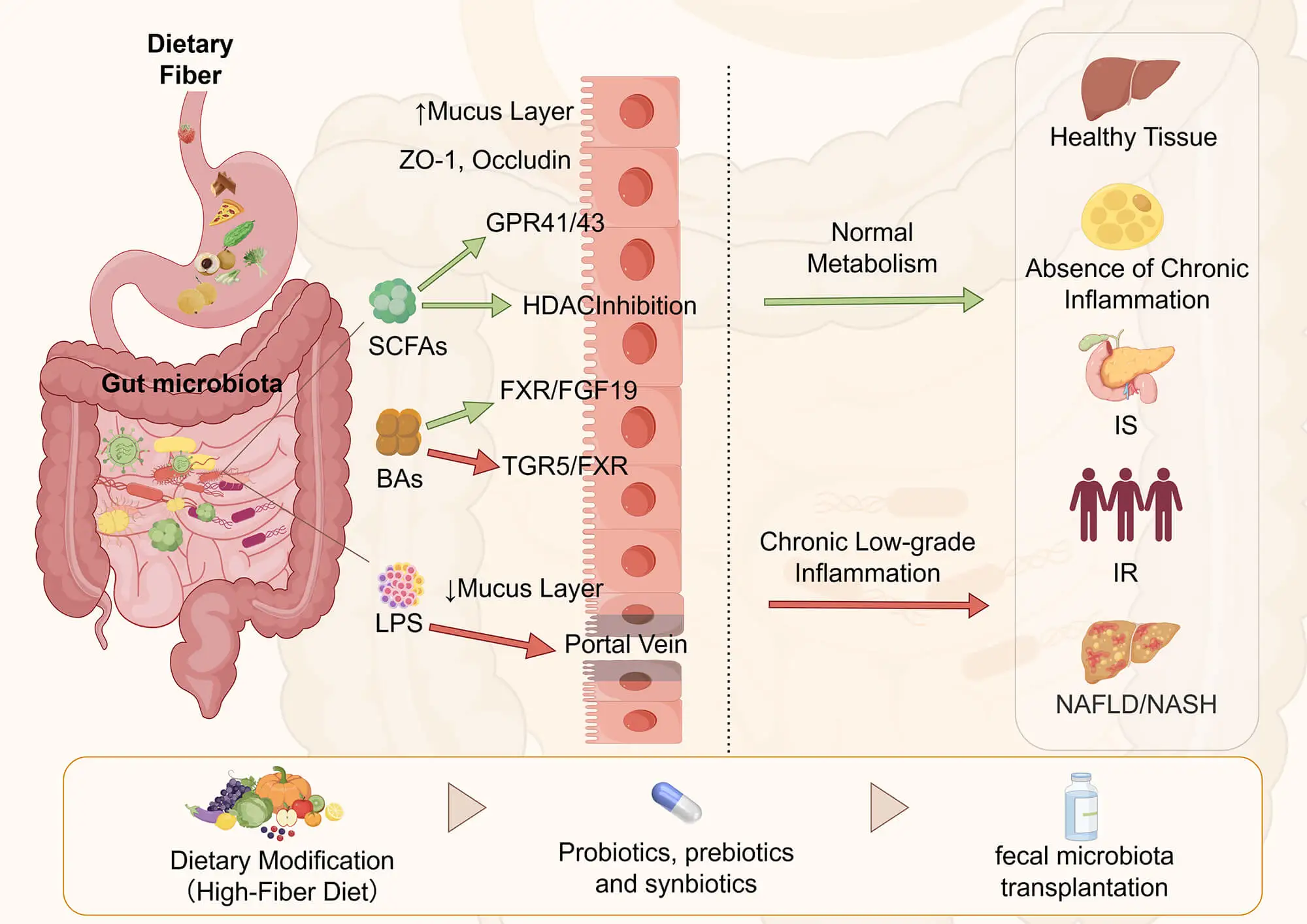 Research Advances and Therapeutic Potential of Gut Microbiota in Metabolic Diseases