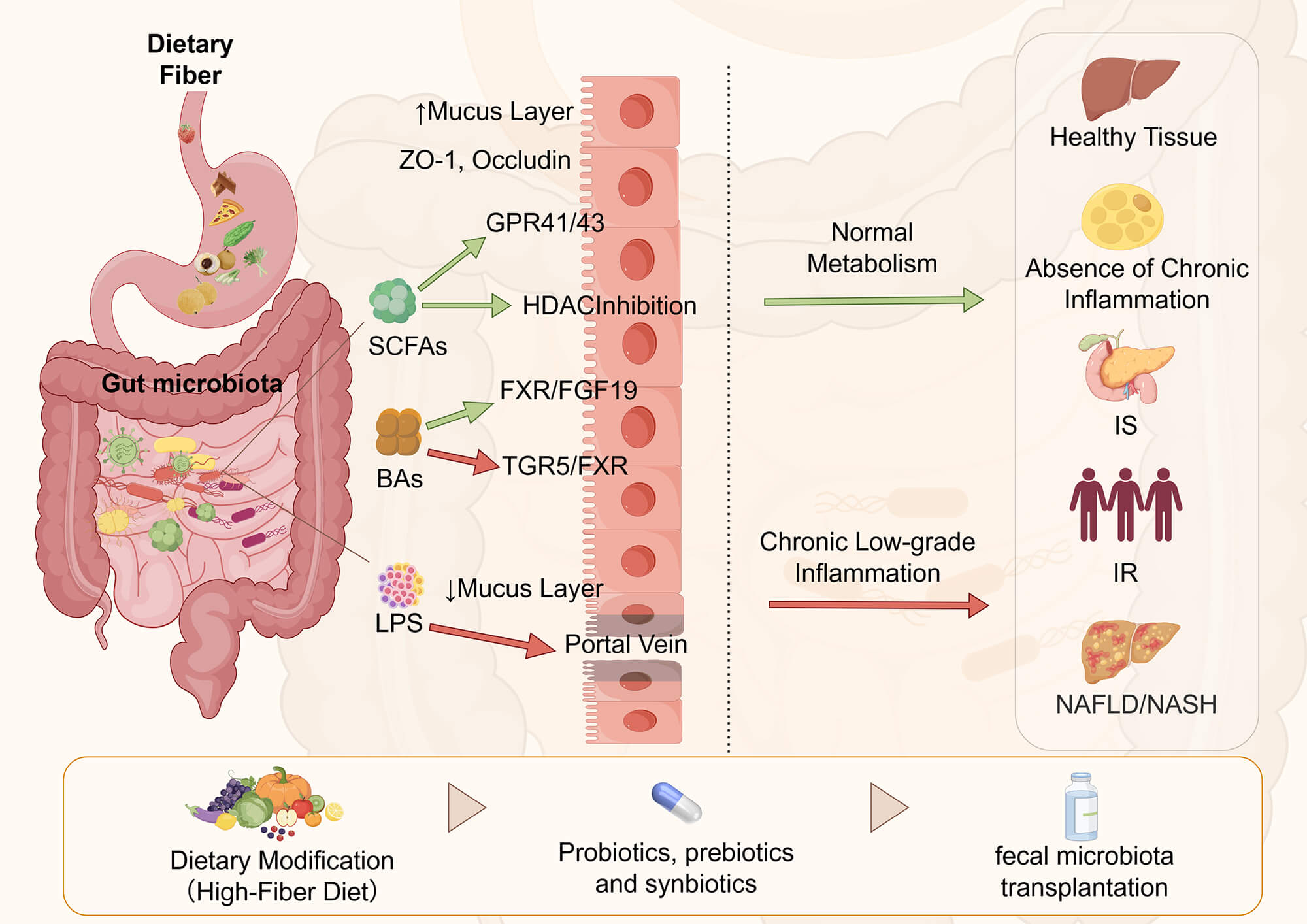 Research Advances and Therapeutic Potential of Gut Microbiota in Metabolic Diseases
