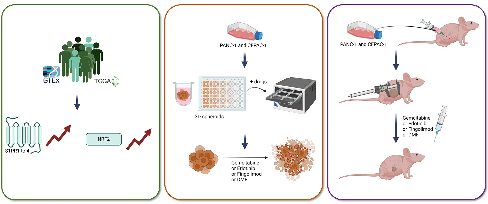 Therapeutic Potential of Fingolimod and Dimethyl Fumarate in Preclinical Pancreatic Cancer Models