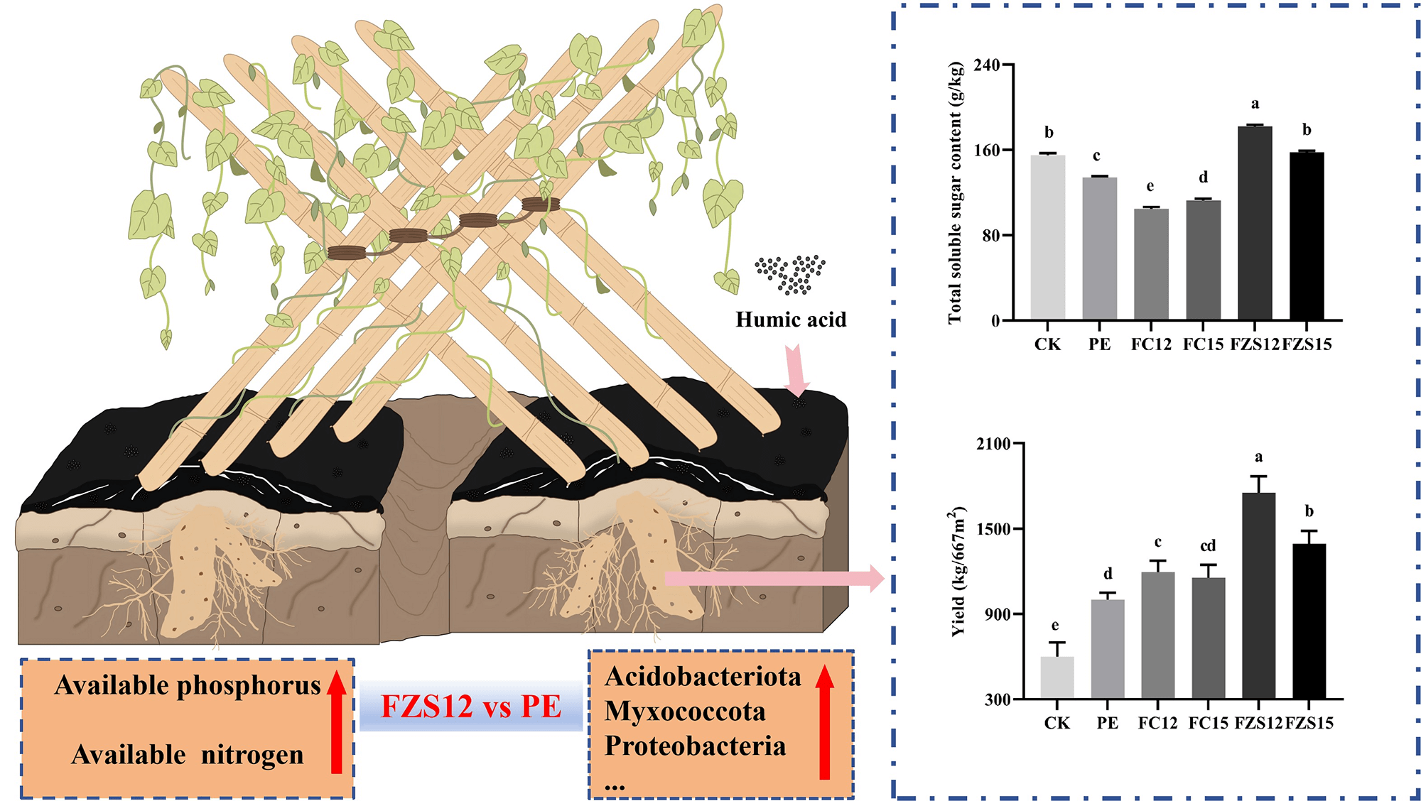 Humic Acid Biodegradable Film Increased Yam Yield and Total Soluble Sugar Content by Reshaping Soil Microbial Community Structure