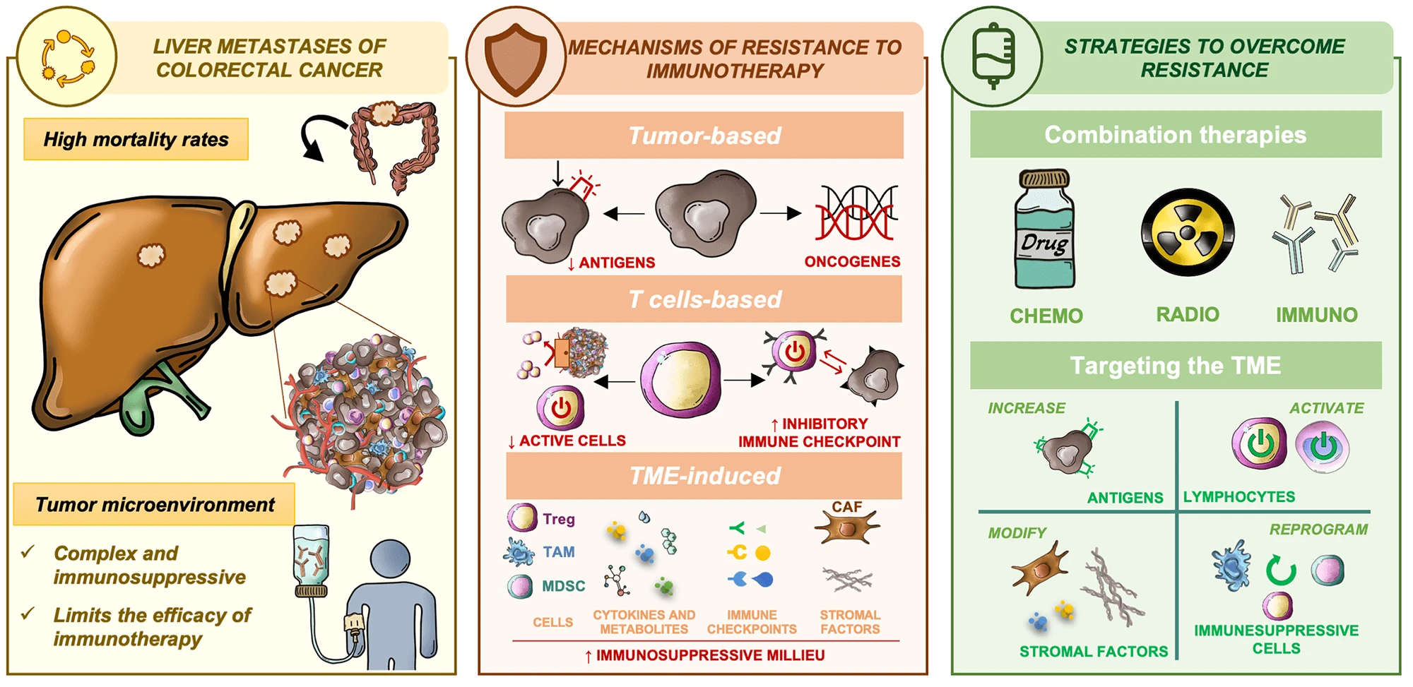 Understanding the Tumor Microenvironmental Mechanisms Driving Immunotherapy Resistance in Colorectal Cancer Liver Metastases