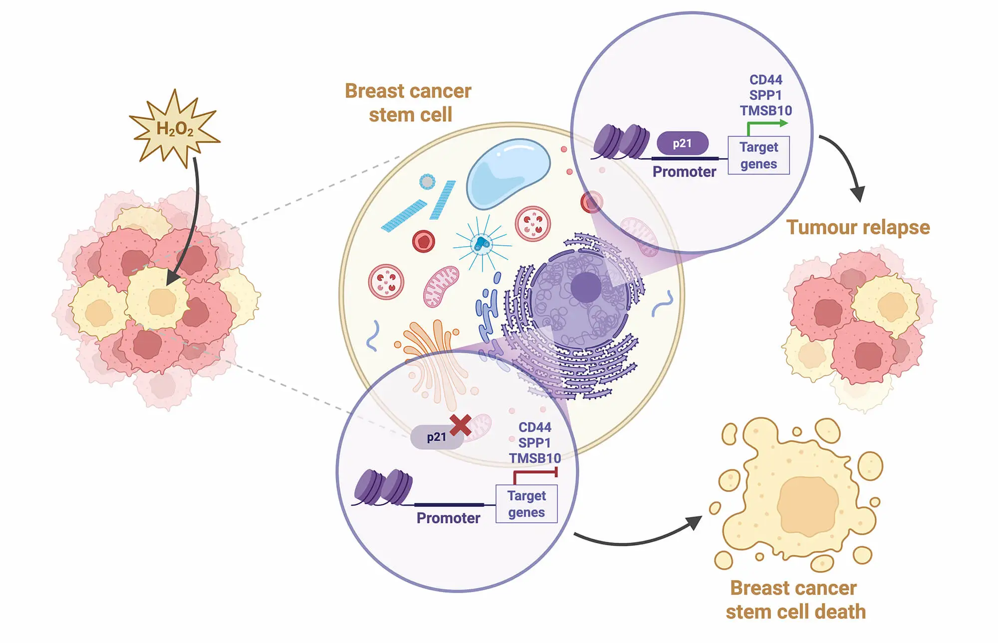 CDKN1A/p21 Influences the Survival and Expansion of Breast Cancer Stem Cells after Oxidative Damage