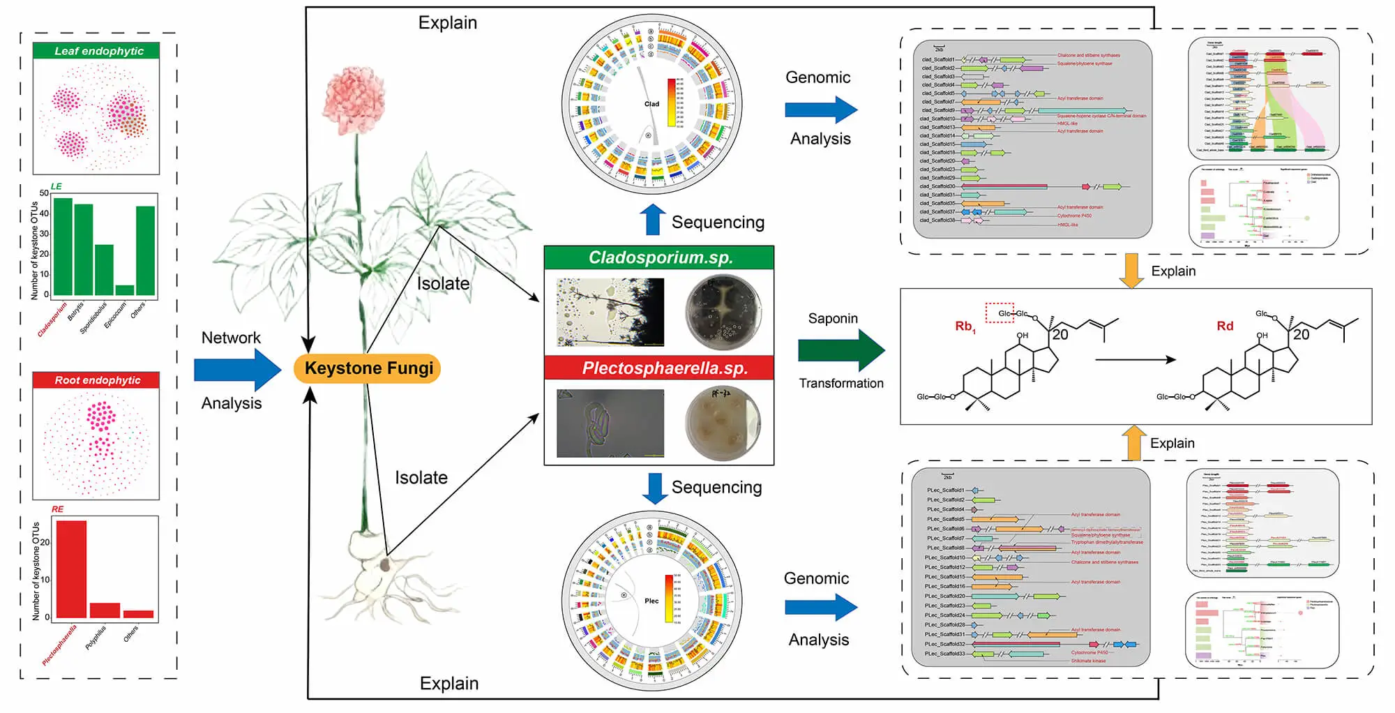Keystone Fungal Endophytes of <i>Panax</i> Plants Drive the Conversion of Ginsenoside Rb1 to Rd