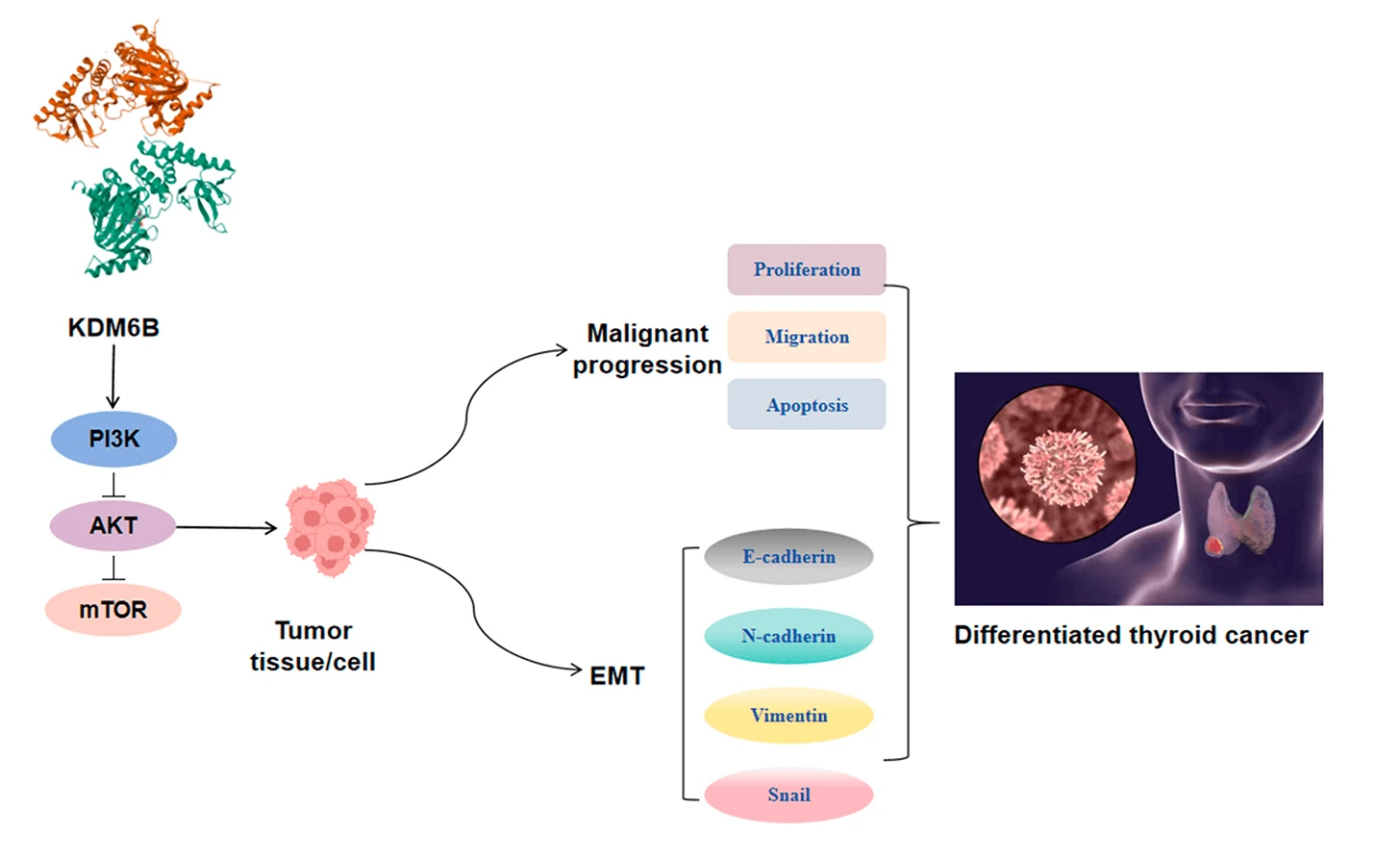 KDM6B Regulates the Tumor Microenvironment and Promotes EMT via the PI3K/AKT/mTOR Signaling in Differentiated Thyroid Cancer