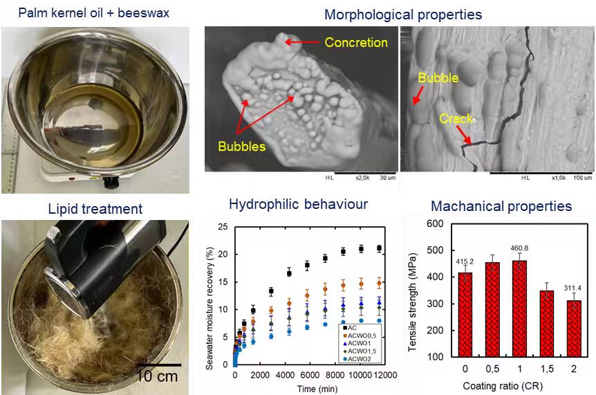 Effect of Green Lipid Treatments on the Morphological, Physical, Hygroscopic, and Mechanical Properties of Pineapple Leaf Fibres