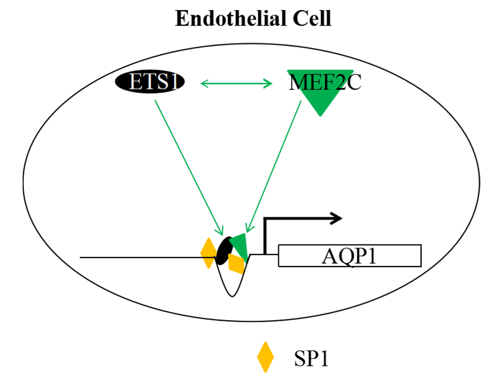ETS1 Regulates Endothelial AQP1 Expression via Interaction with MEF2C in Endothelial Cells