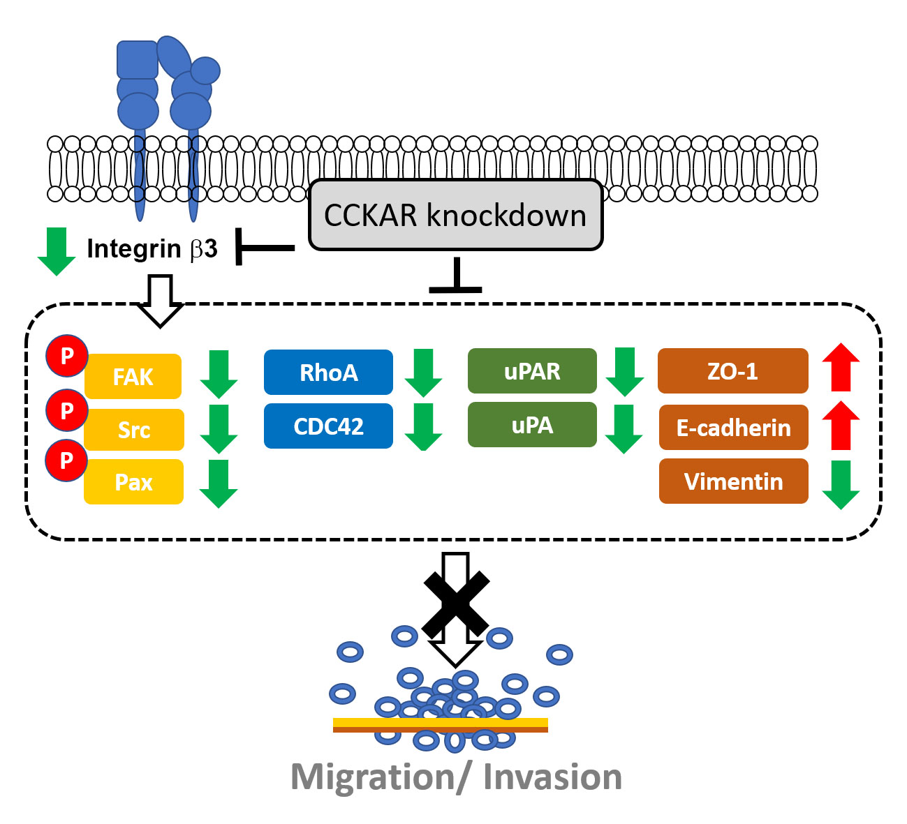 Cholecystokinin A Receptor Knockdown Diminishes Colon Cancer Cell Invasive Potential via Modulation of Integrin/FAK, EMT, and uPA/uPAR/MMP2 Axis