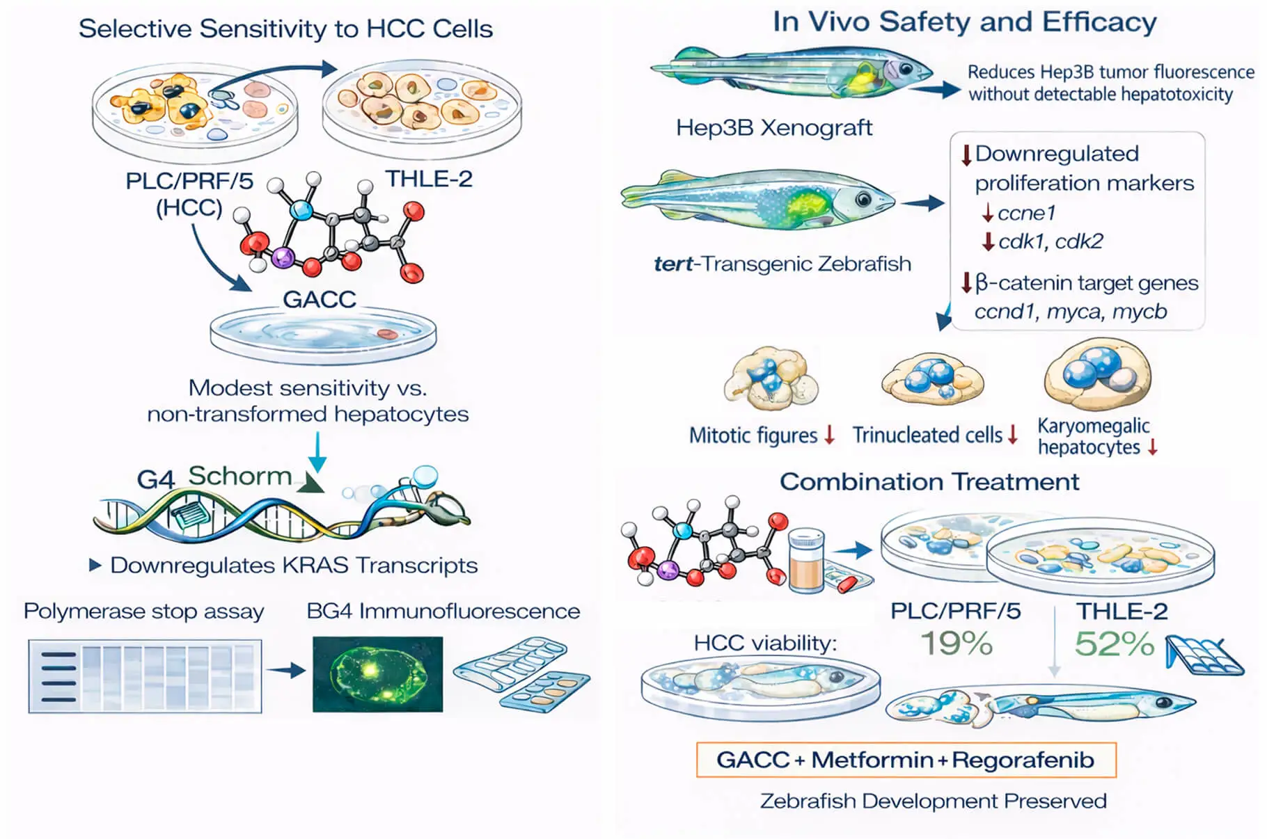 Glutamic Acid–Chelated Cobalt Stabilizes G-Quadruplexes and Selectively Suppresses Hepatocellular Carcinoma Growth