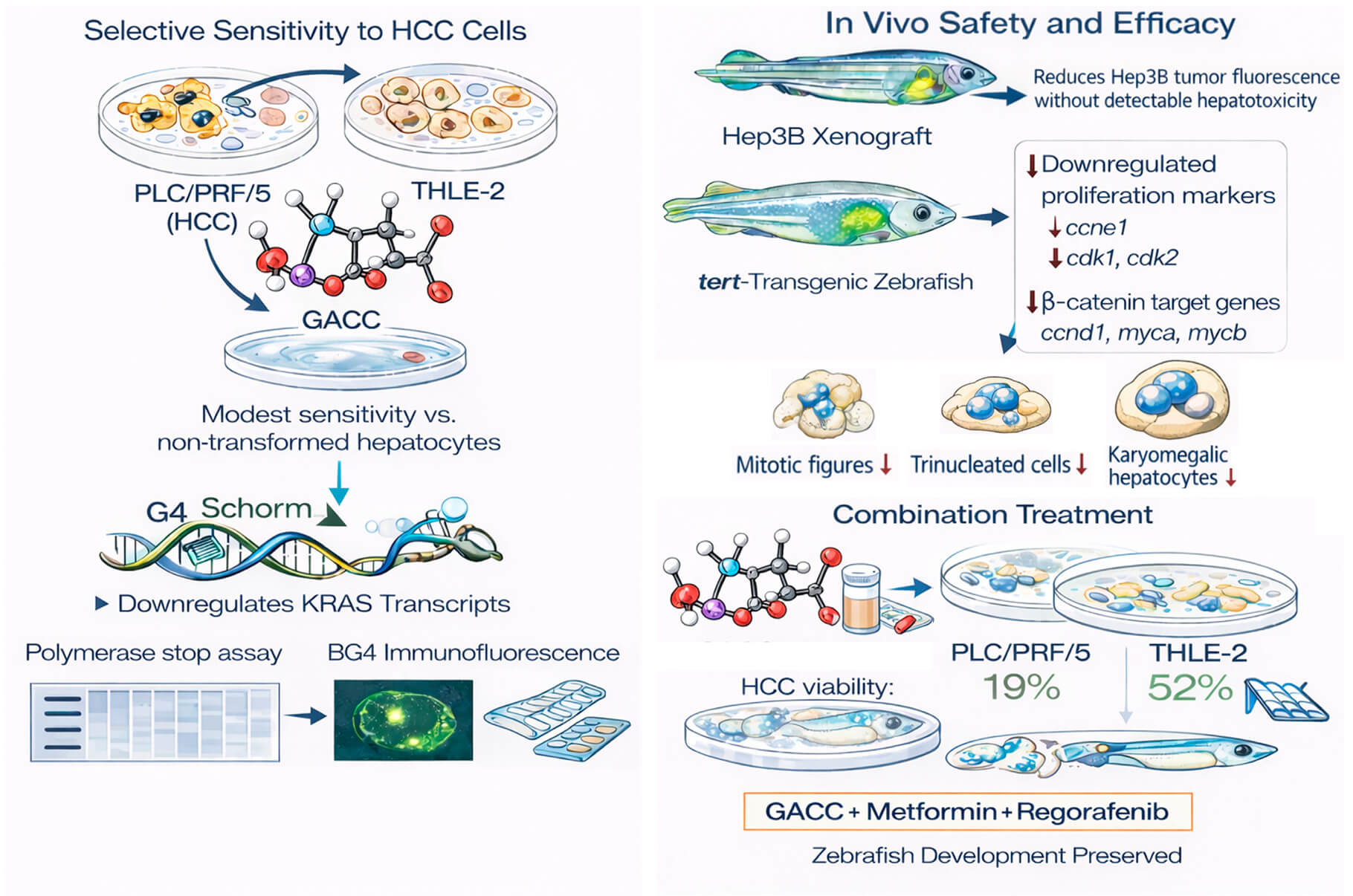 Glutamic Acid–Chelated Cobalt Stabilizes G-Quadruplexes and Selectively Suppresses Hepatocellular Carcinoma Growth