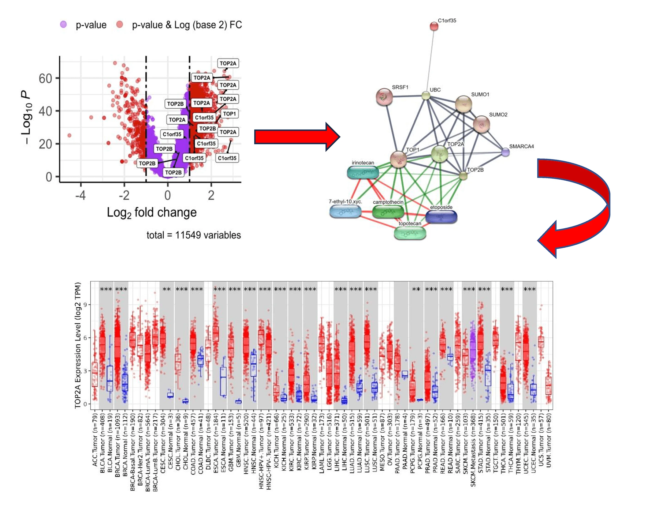 Integrated Global Phosphoproteomic, Bioinformatic, and Machine Learning Analysis Reveals Regulatory Networks of TOP1, TOP2A, TOP2B, and C1orf35 in Hepatocellular Carcinoma (HCC)