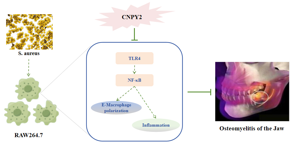 CNPY2 Regulates Macrophage Polarization and Inflammatory Immune Responses via the TLR4/NF-κB Signaling Pathway to Alleviate Osteomyelitis of the Jaw