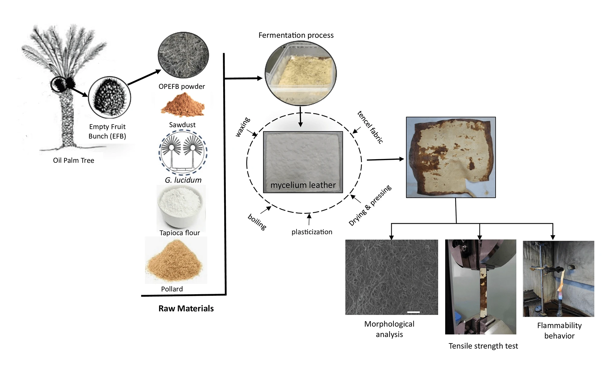 Development of Mycelium Leather (Mylea) from Oil Palm Empty Fruit Bunch (OPEFB) Waste Using White Rot Fungi as a Renewable Leather Material