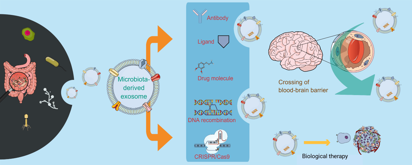 Gut Microbiota-Derived Exosomes Are Unique Natural Nanocarriers for Therapeutics