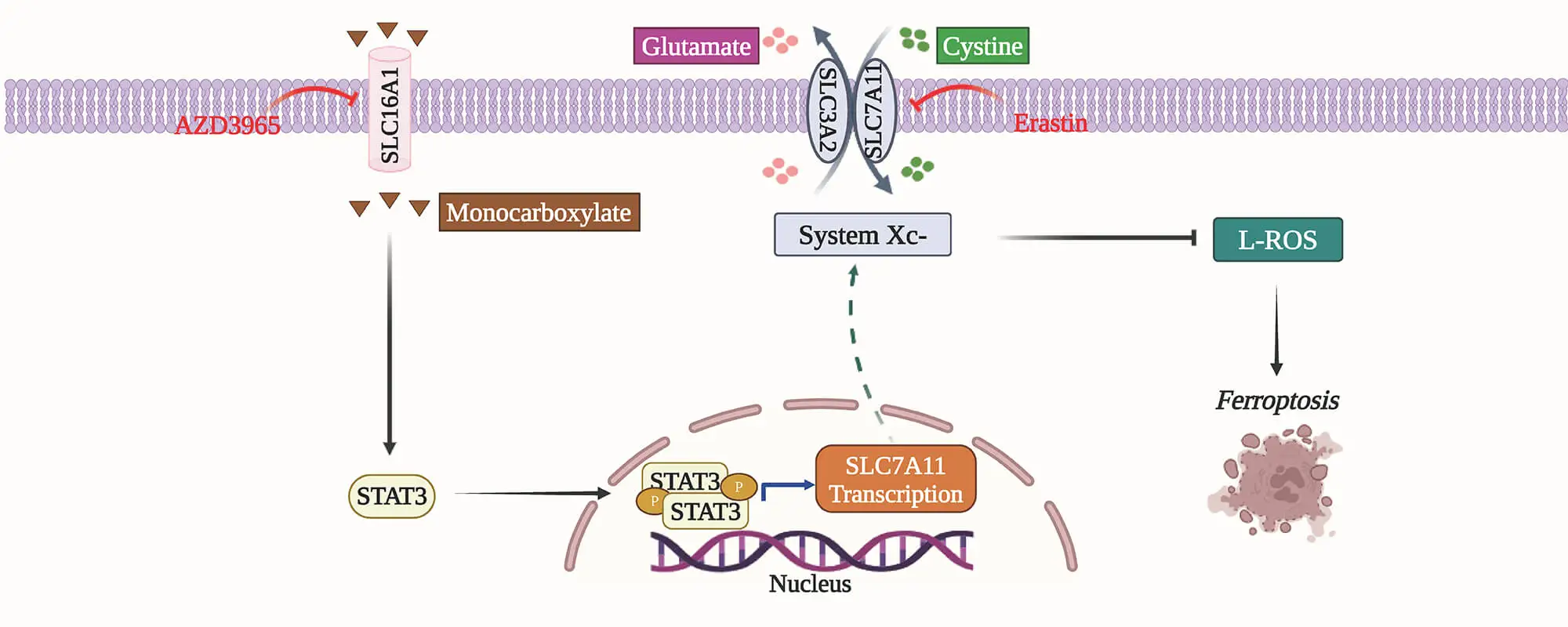 SLC16A1 Activates the STAT3/SLC7A11 Pathway to Mediate Ferroptosis Resistance and Tumor Progression in Head and Neck Squamous Cell Carcinoma