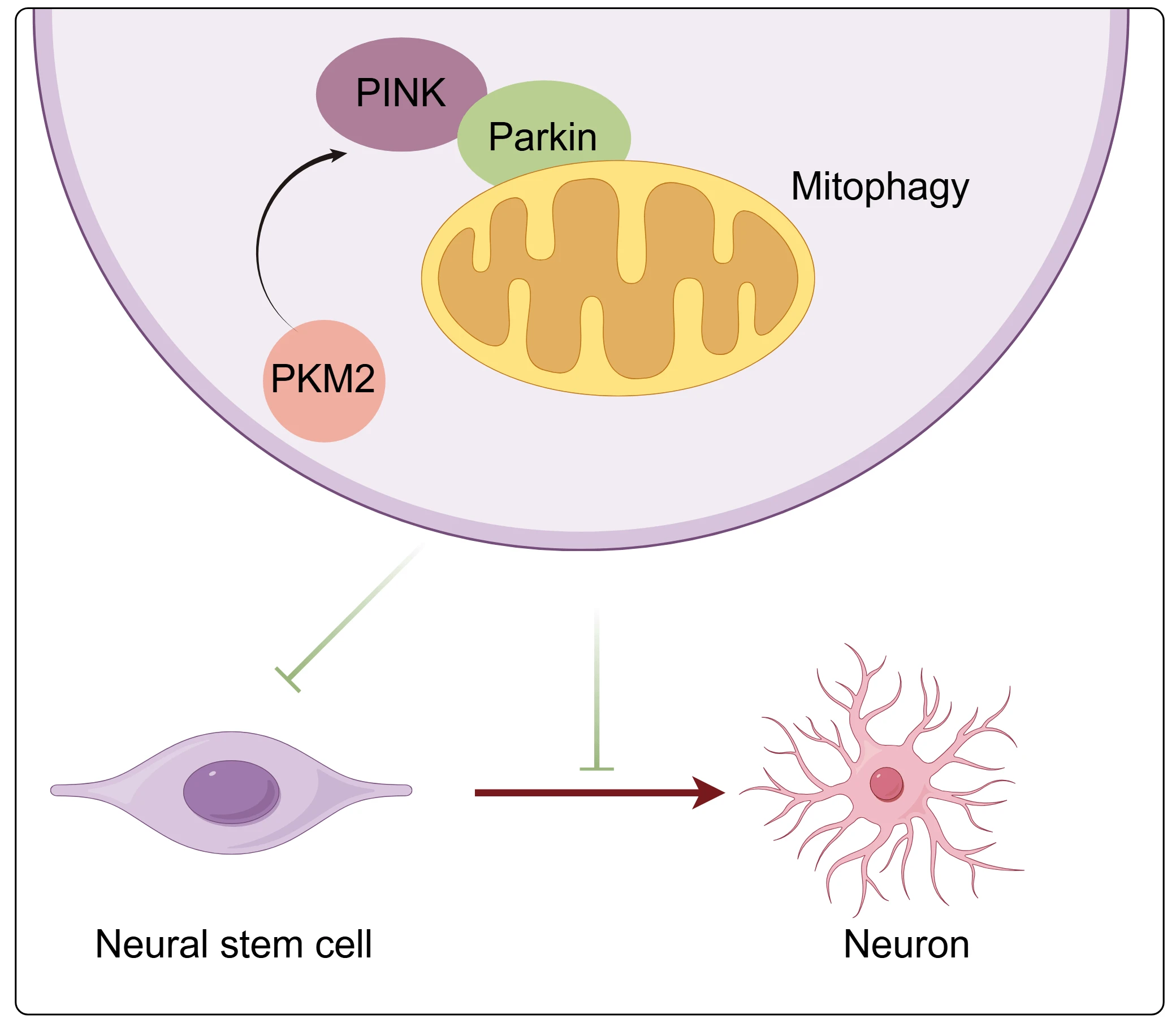 Knockdown of PKM2 Promotes Proliferation and Neuronal Differentiation of Neural Stem Cells by Inhibiting PINK1/Parkin-Mediated Excessive Mitophagy