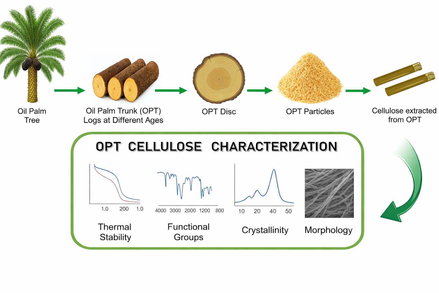 Characteristics of Cellulose from Oil Palm Trunks at Different Ages for Renewable Materials Applications