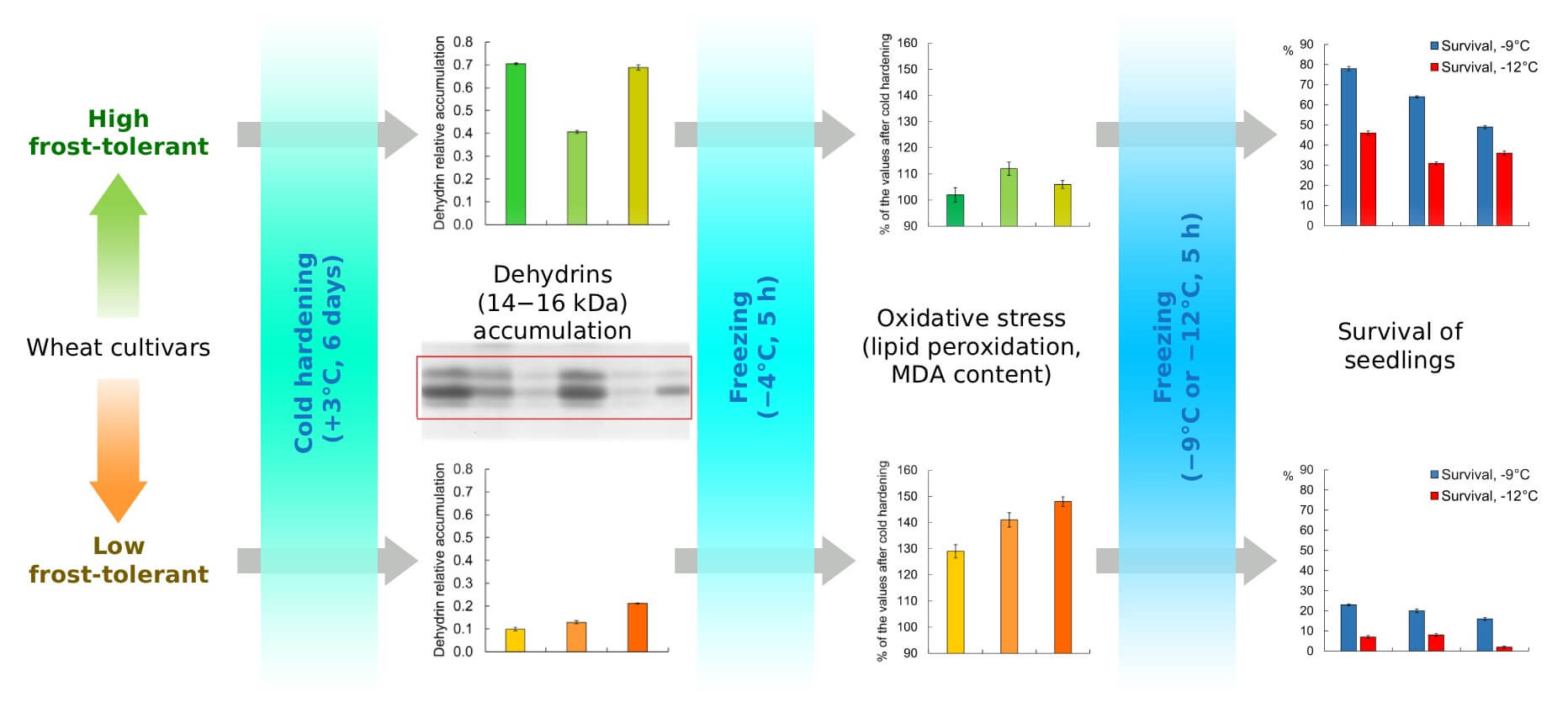 Cold-Induced Accumulation of Low-Molecular-Weight Dehydrins in Etiolated Wheat Seedlings: Relationship with Oxidative Stress Protection and Frost Tolerance