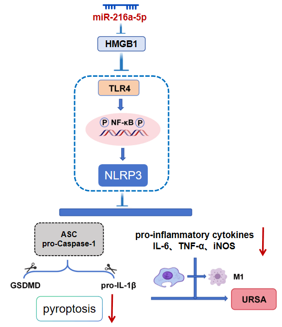 miR-216a-5p Improves Macrophage M1 Polarization and Pyroptosis in URSA via Modulating HMGB1 to Regulate TLR4/NF-κB/NLRP3 Axis