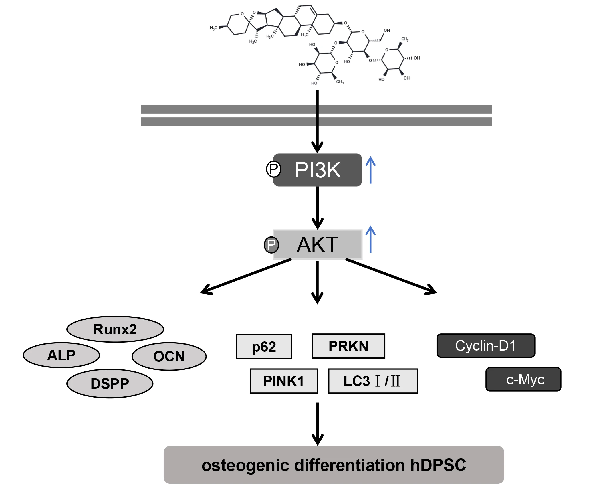 Dioscin Regulates Mitochondrial Autophagy and Cell Cycle to Promote Pulpal Stem Cell Differentiation and Mineralization