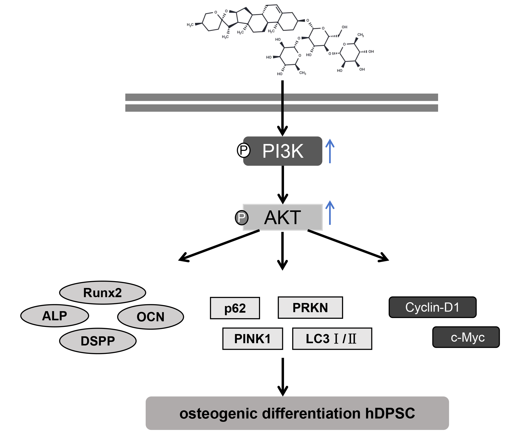 Dioscin Regulates Mitochondrial Autophagy and Cell Cycle to Promote Pulpal Stem Cell Differentiation and Mineralization