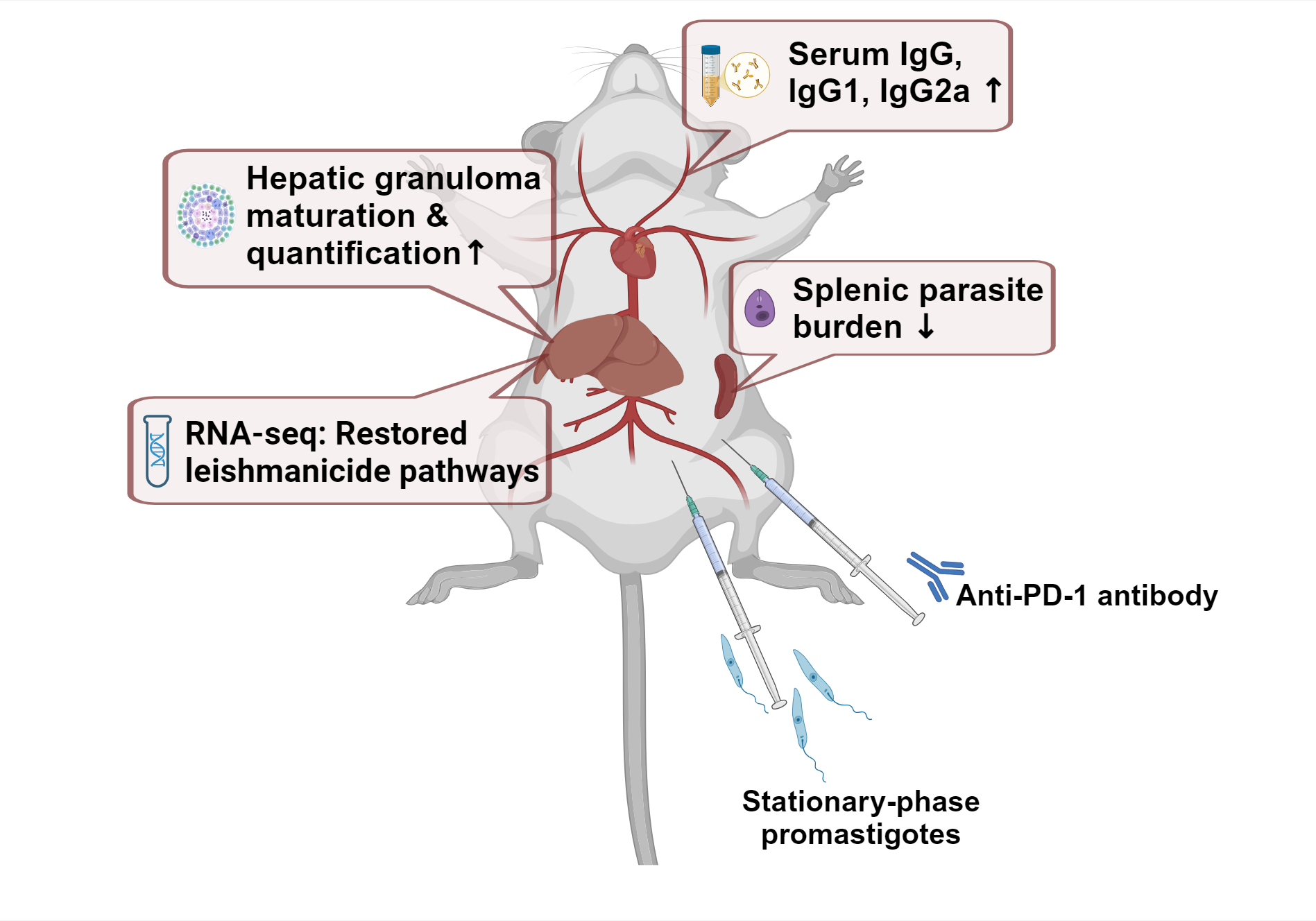 PD-1 Blockade Reduces Parasite Load and Restores Anti-Parasitic Immunity in Murine Visceral Leishmaniasis