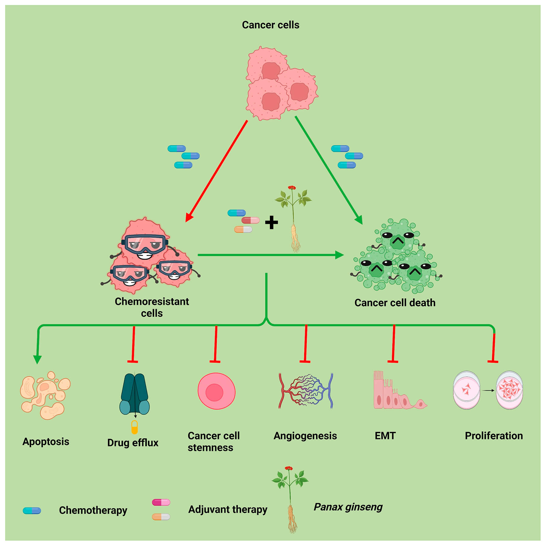 Improving Cancer Therapy: The Strong Synergy of Ginsenosides and Chemotherapy