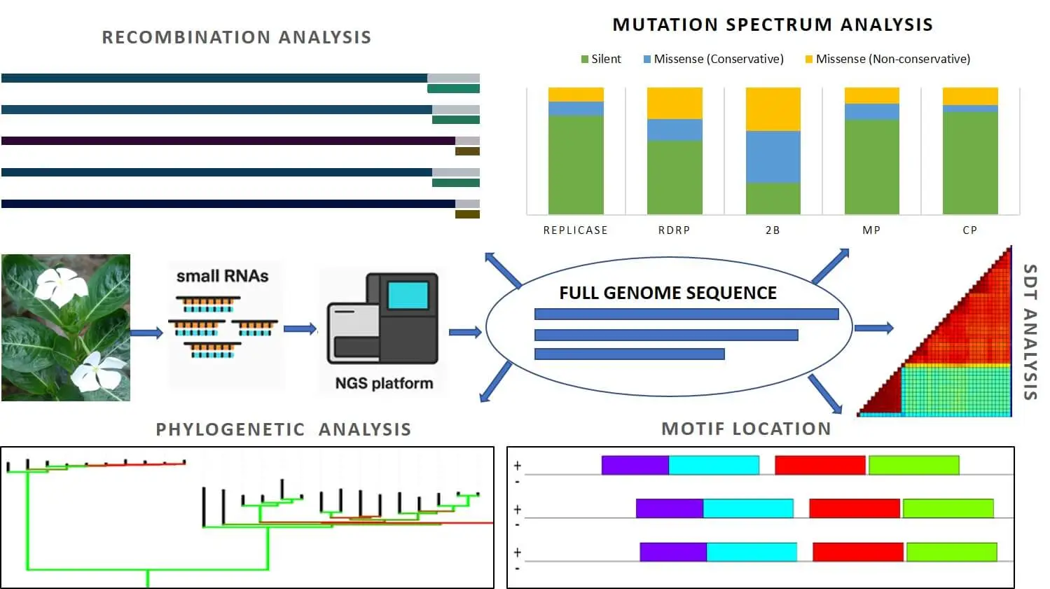 Detection and Characterization of an Isolate of Cucumber Mosaic Virus Infecting <i>Catharanthus roseus</i> Using Deep Sequencing
