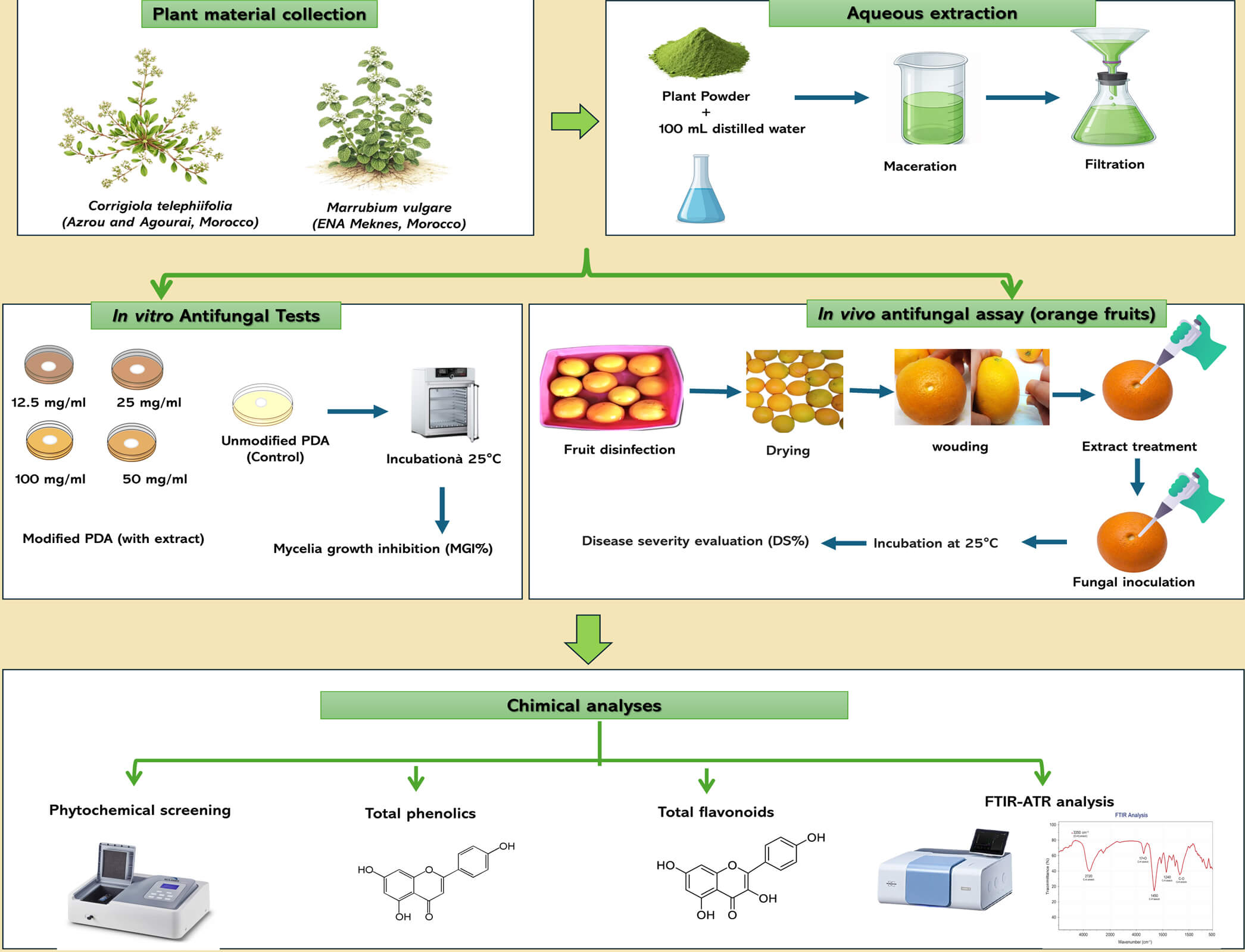 Evaluation of the Antifungal Activity of Aqueous Extracts of <i>Corrigiola telephiifolia</i> and <i>Marrubium vulgare</i> against Major Post-Harvest Citrus Diseases