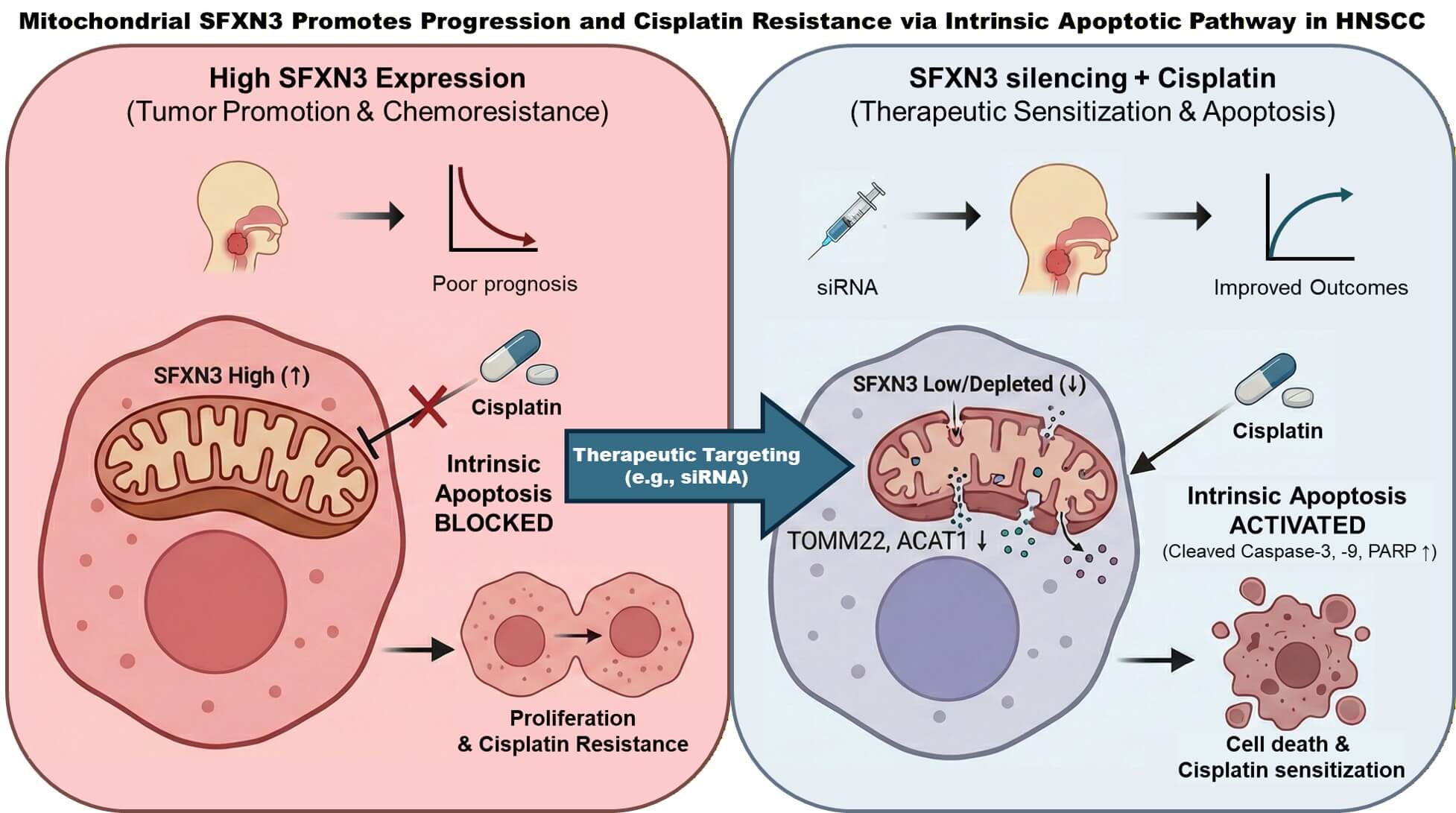 SFXN3 Serves as a Predictive Biomarker for Cisplatin Response and Survival in Head and Neck Squamous Cell Carcinoma