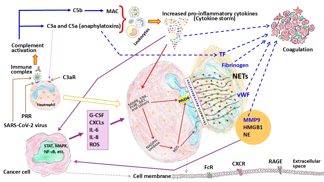 The Impact of COVID-19 on Breast Cancer and the Role of Neutrophil Extracellular Traps