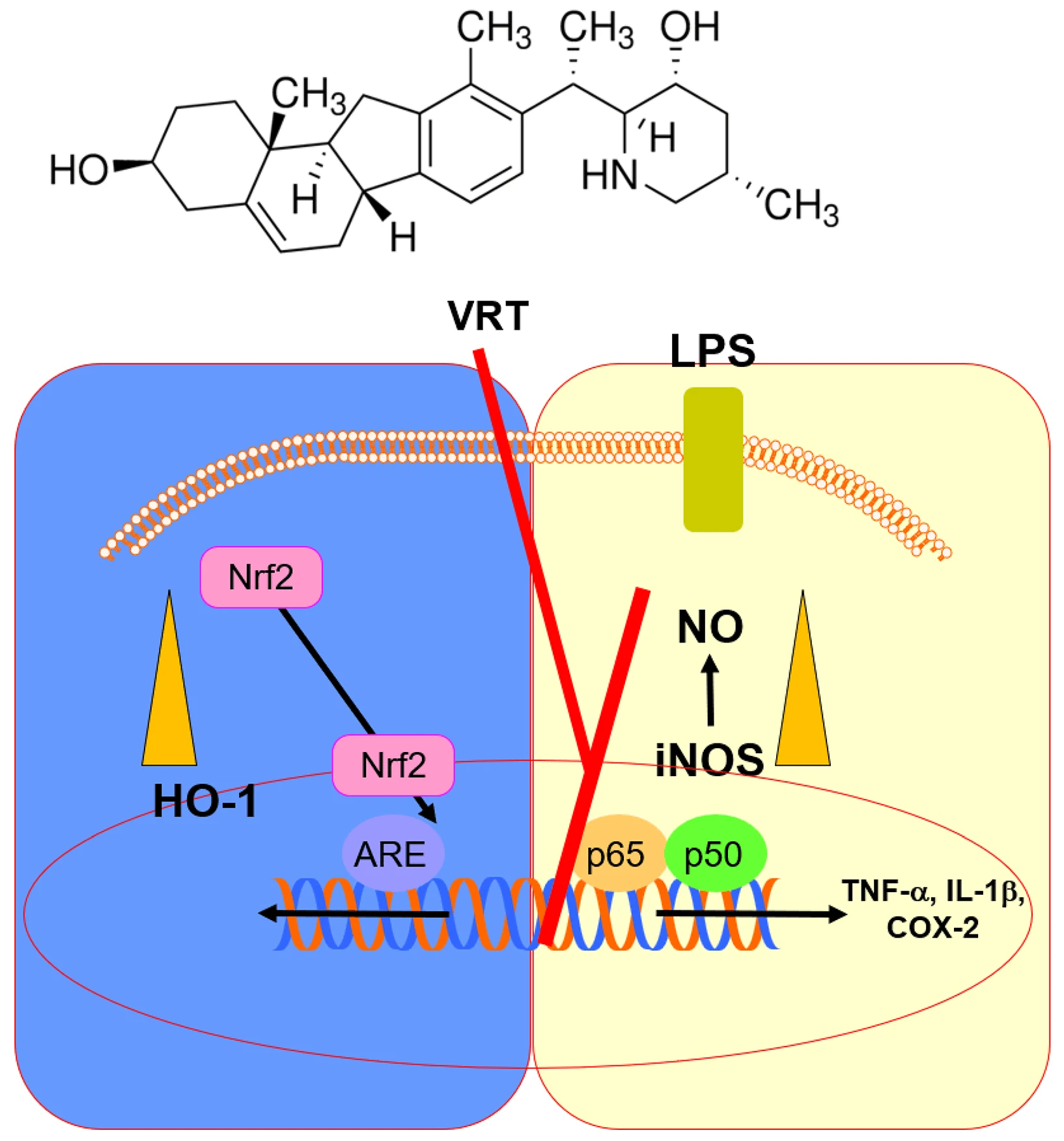 Anti-Inflammatory Effects of Veratramine against Lipopolysaccharide-Induced Inflammation
