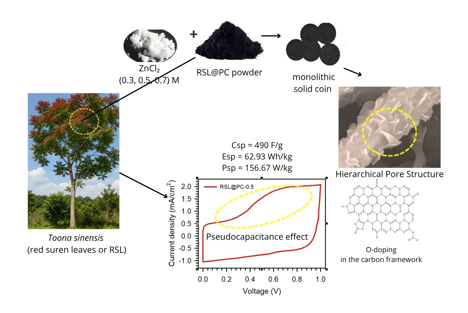 Synergistic Effect of Low-Concentration ZnCl<sub><b>2</b></sub>-Activated Bio-Carbon from Red Suren Leaves with Hierarchical Pore Structure and Self-Doping for High-Performance Supercapacitor Applications