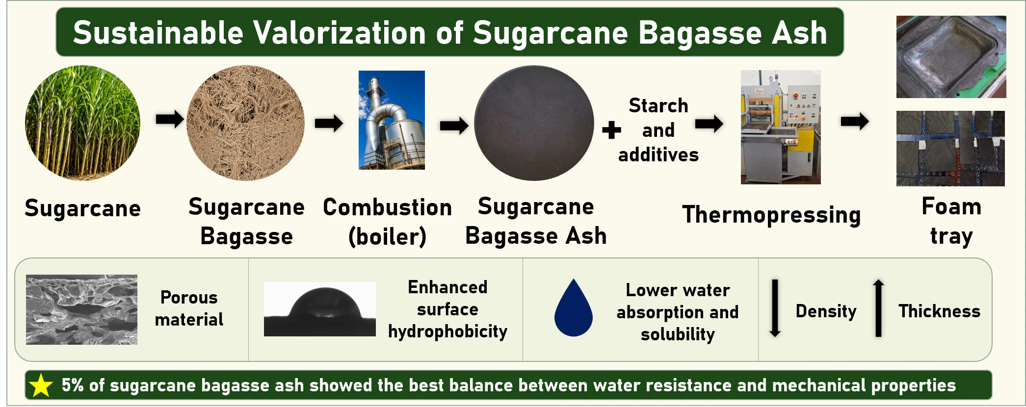 Valorization of Sugarcane Bagasse Ash for the Production of Sustainable Biobased Trays