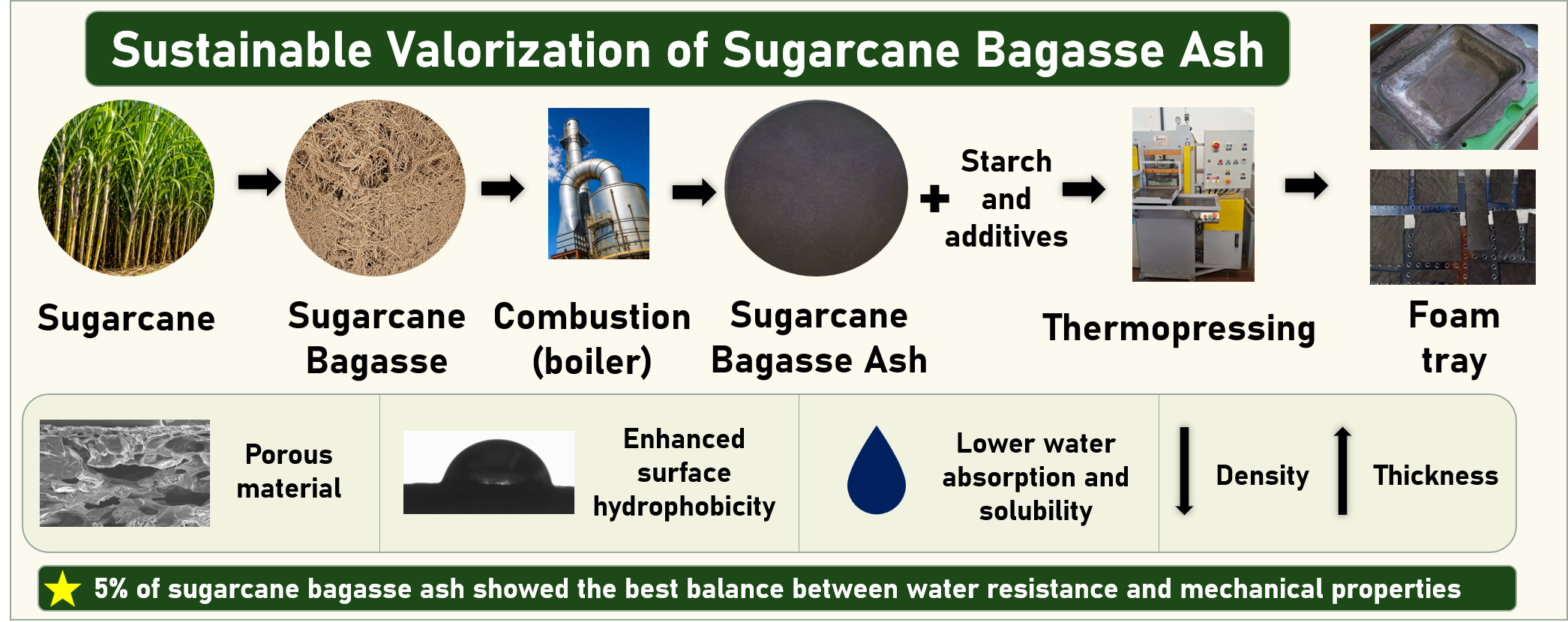 Valorization of Sugarcane Bagasse Ash for the Production of Sustainable Biobased Trays